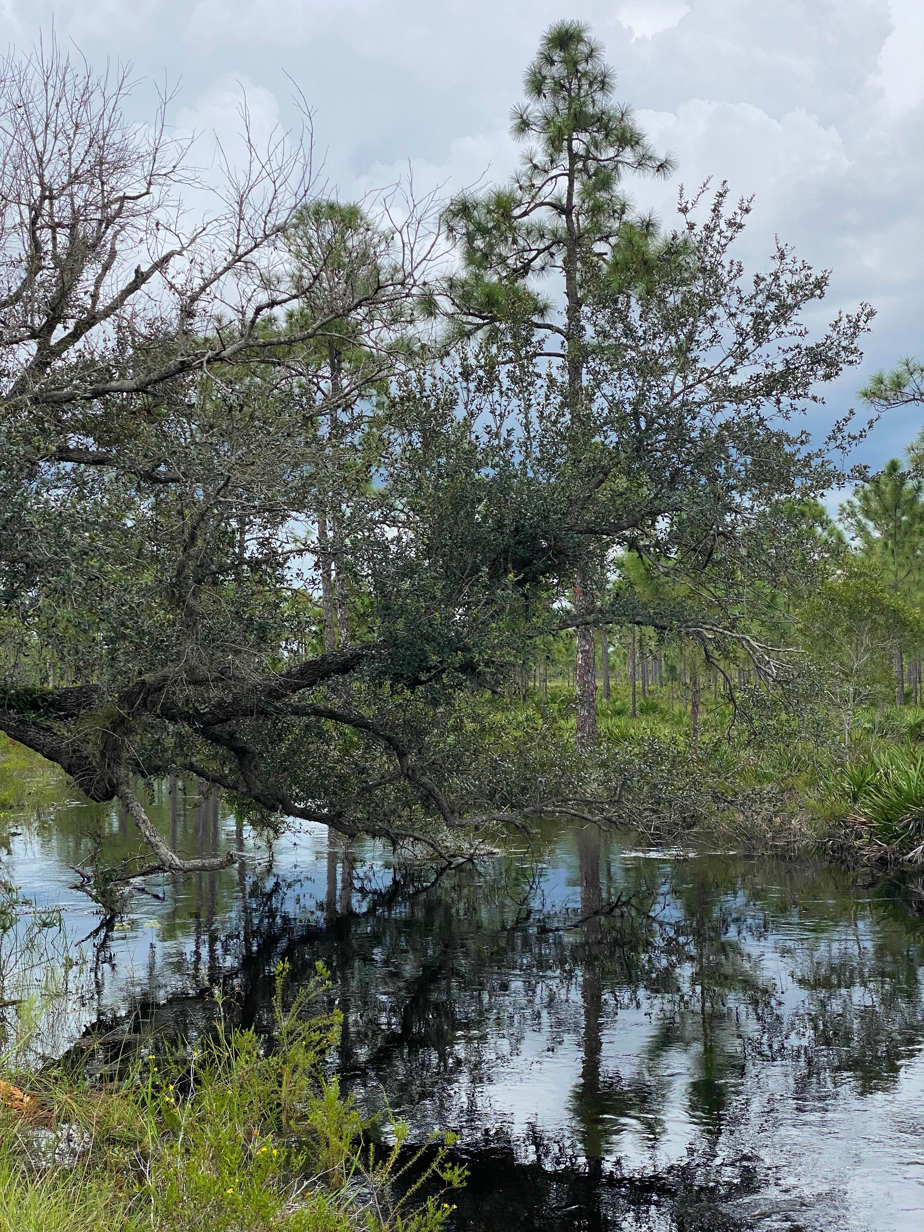 Seaboard Grade North