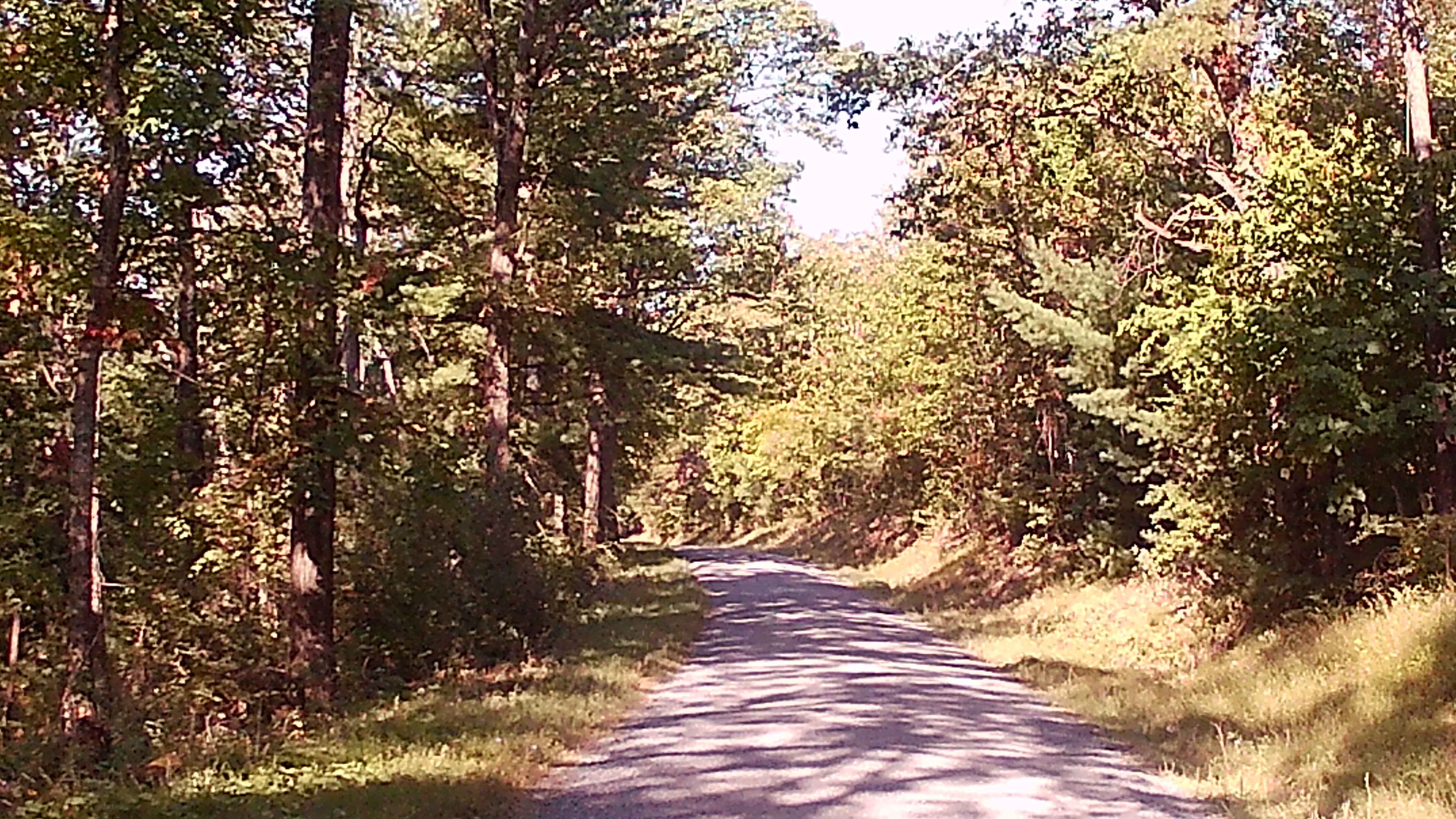 Timber Road