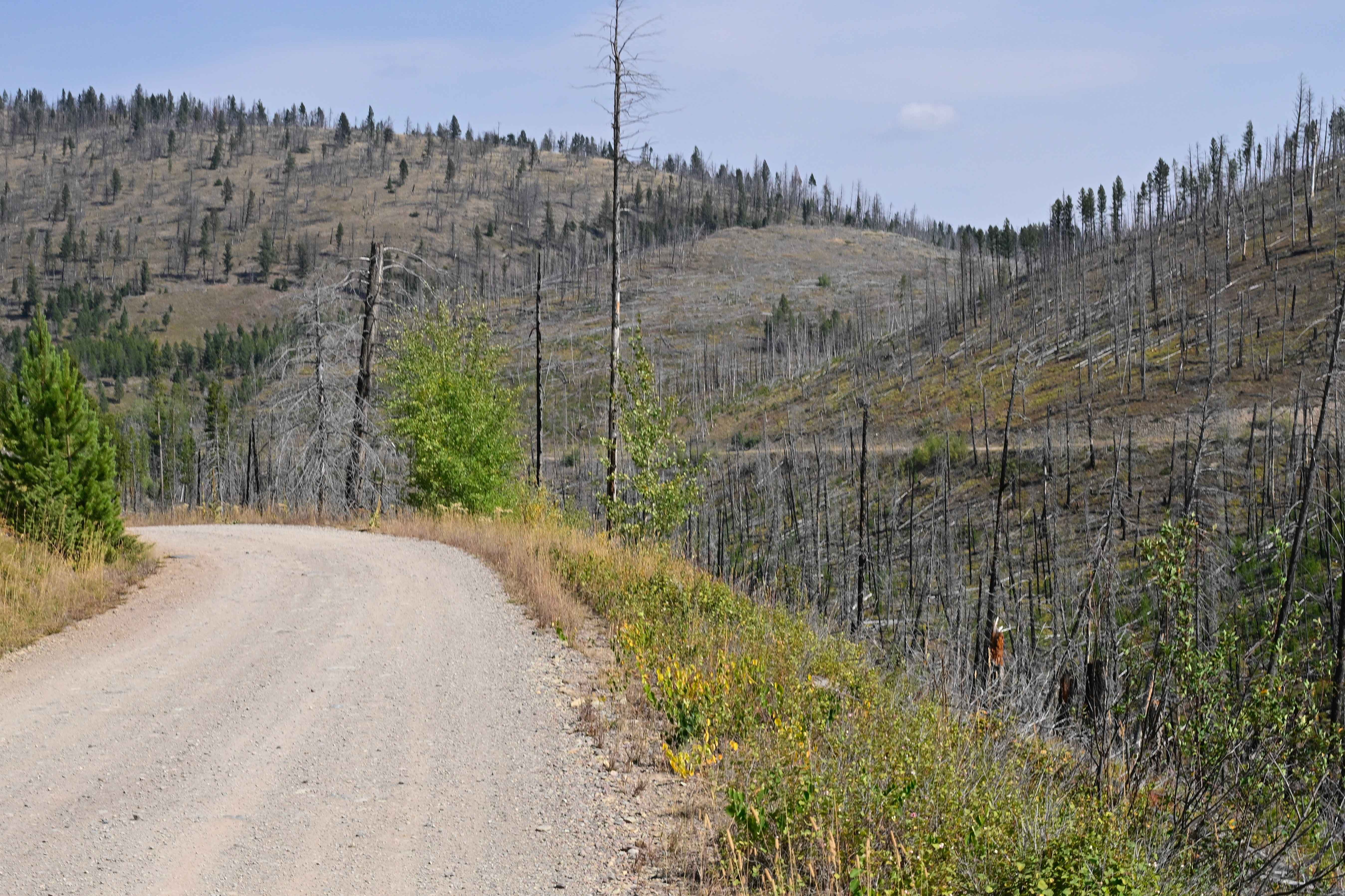 Sucker Creek - FS 1800