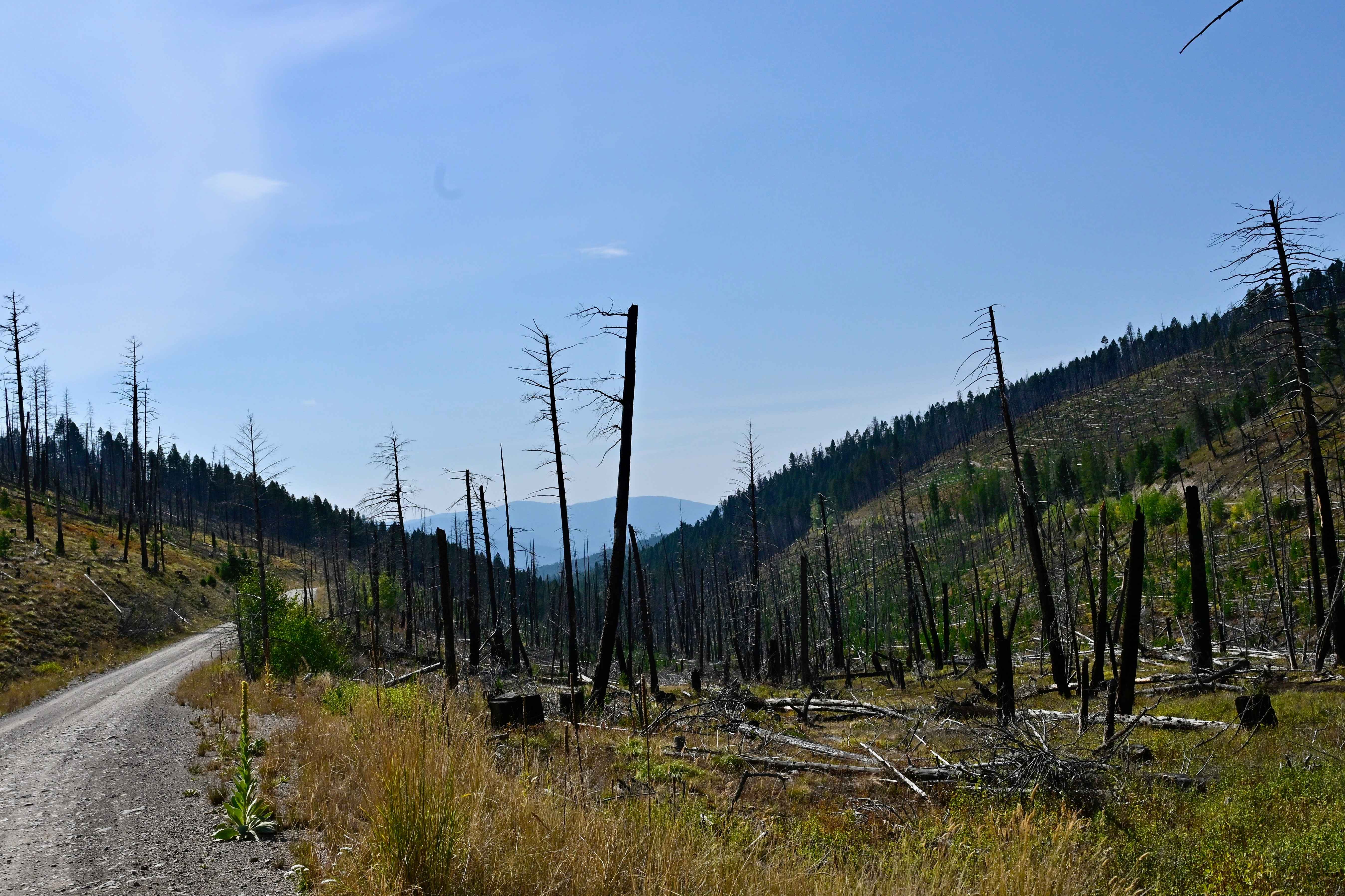 Sucker Creek - FS 1800