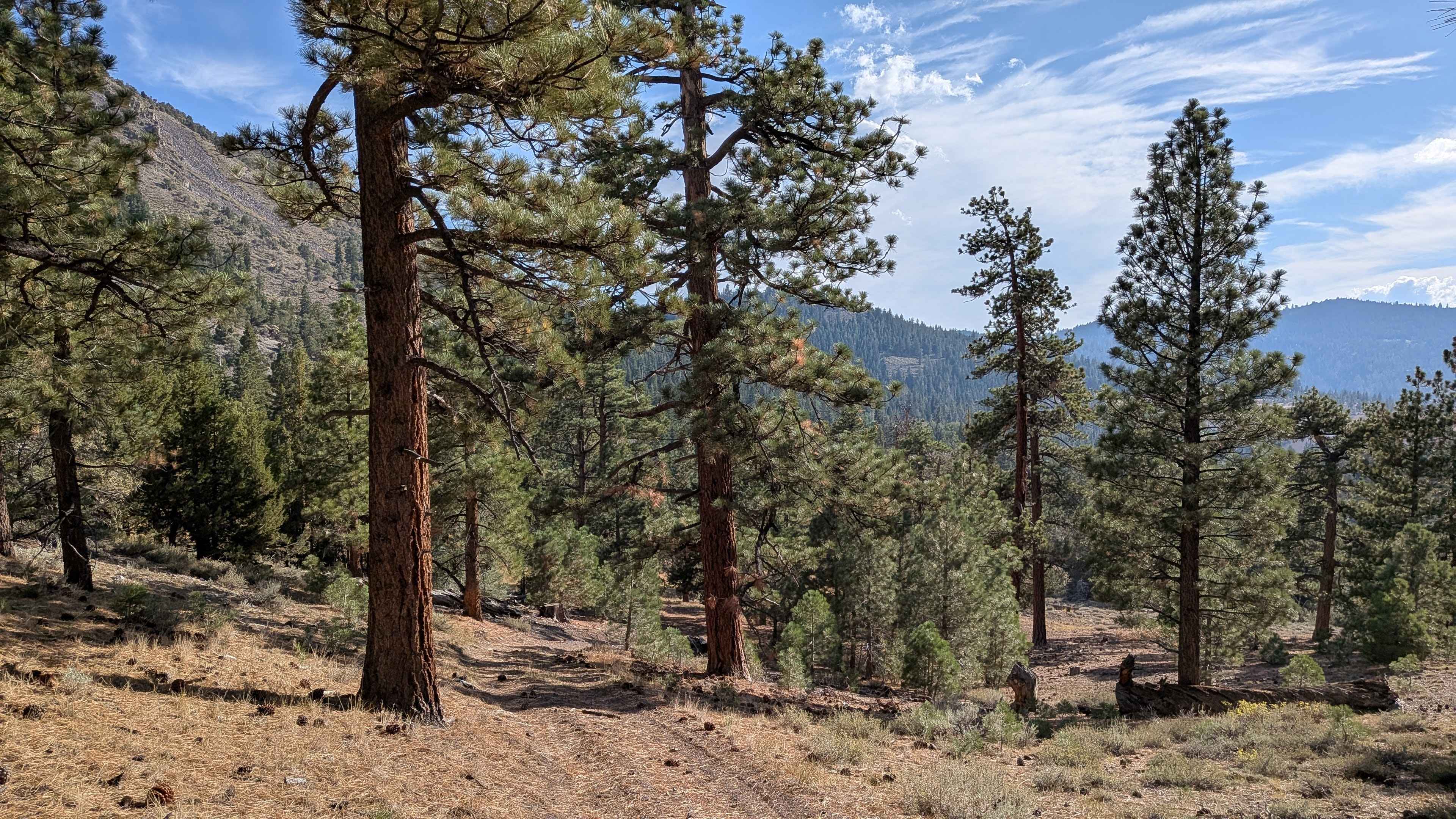 Water Tank Spur - FS 31347