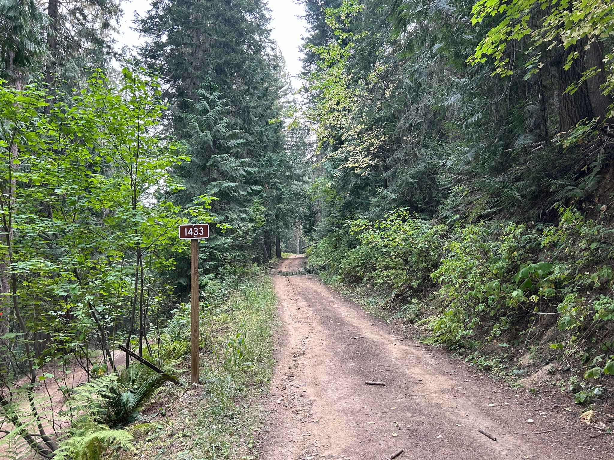 Baby Grand Ridge - FS 1433