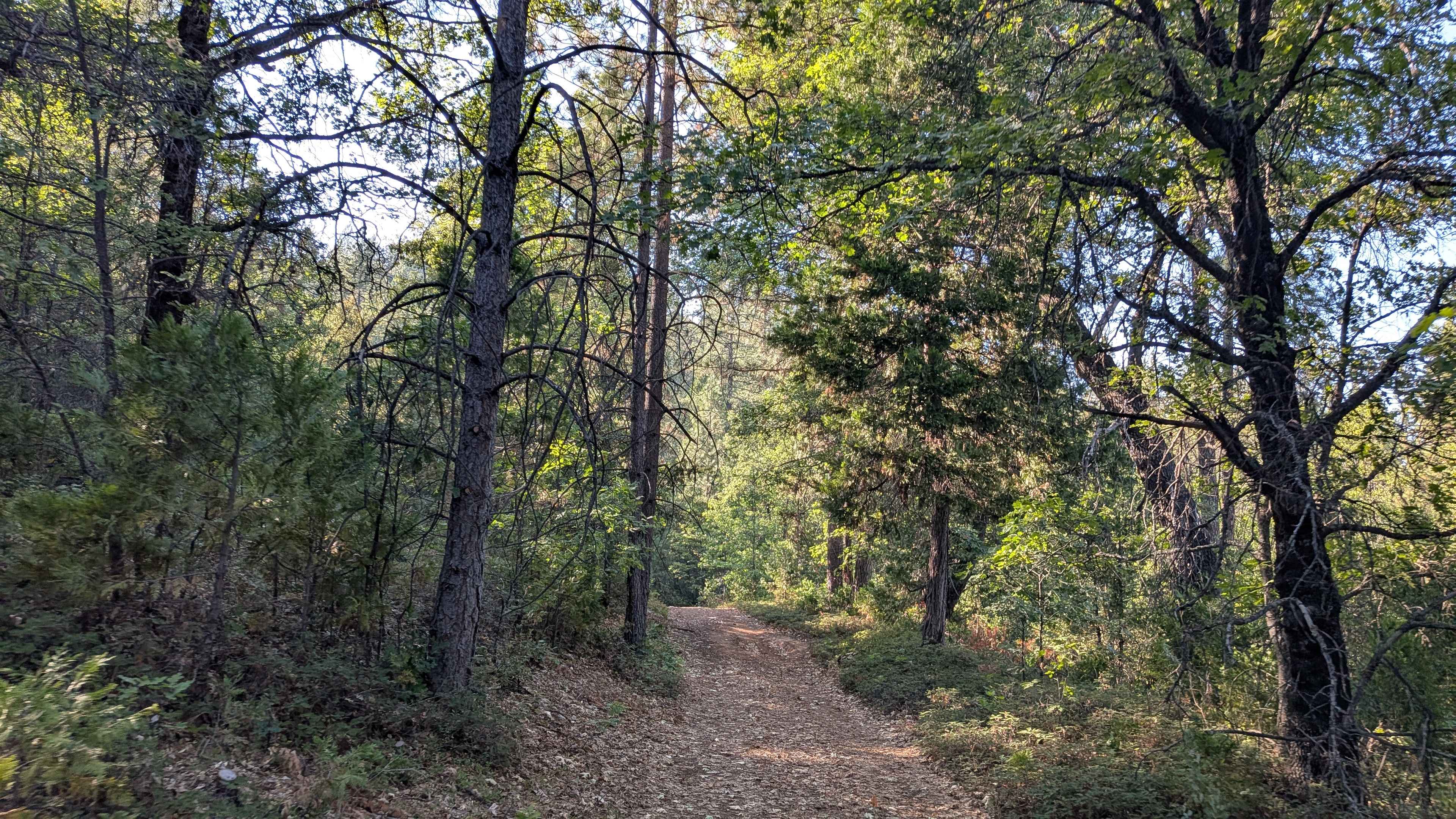 Forest Service Road 1S22