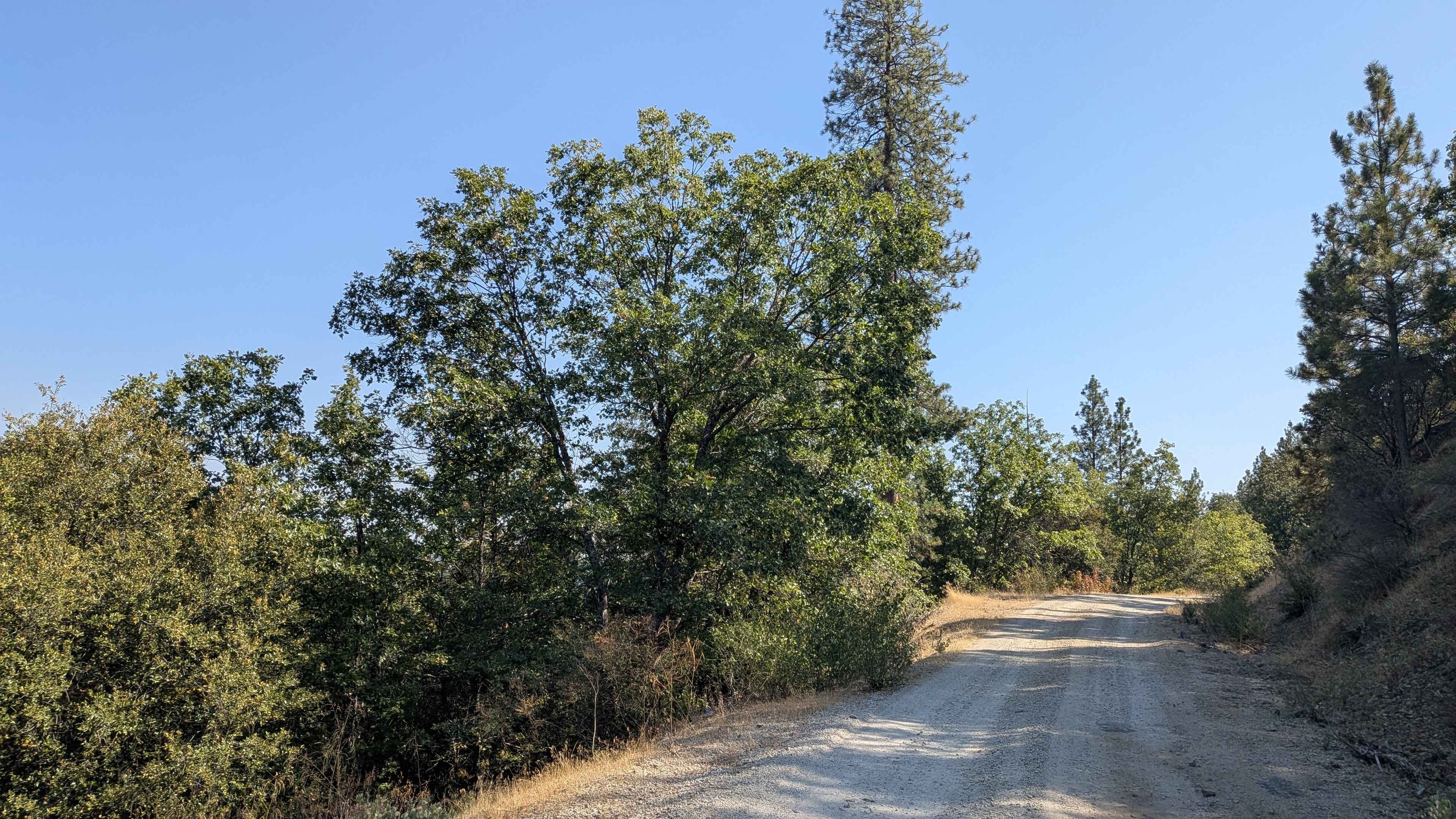 Moore Creek Road - FS 1S29