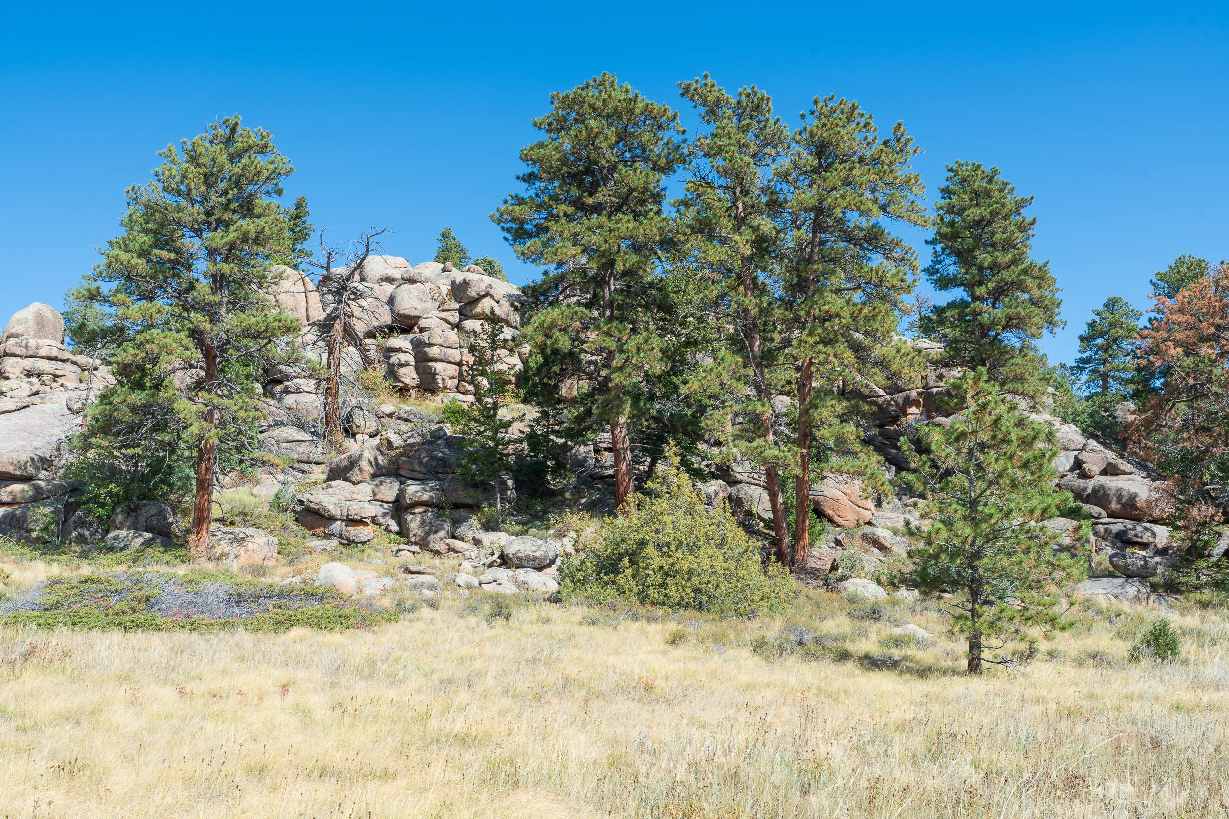 Forest Service Road 181D