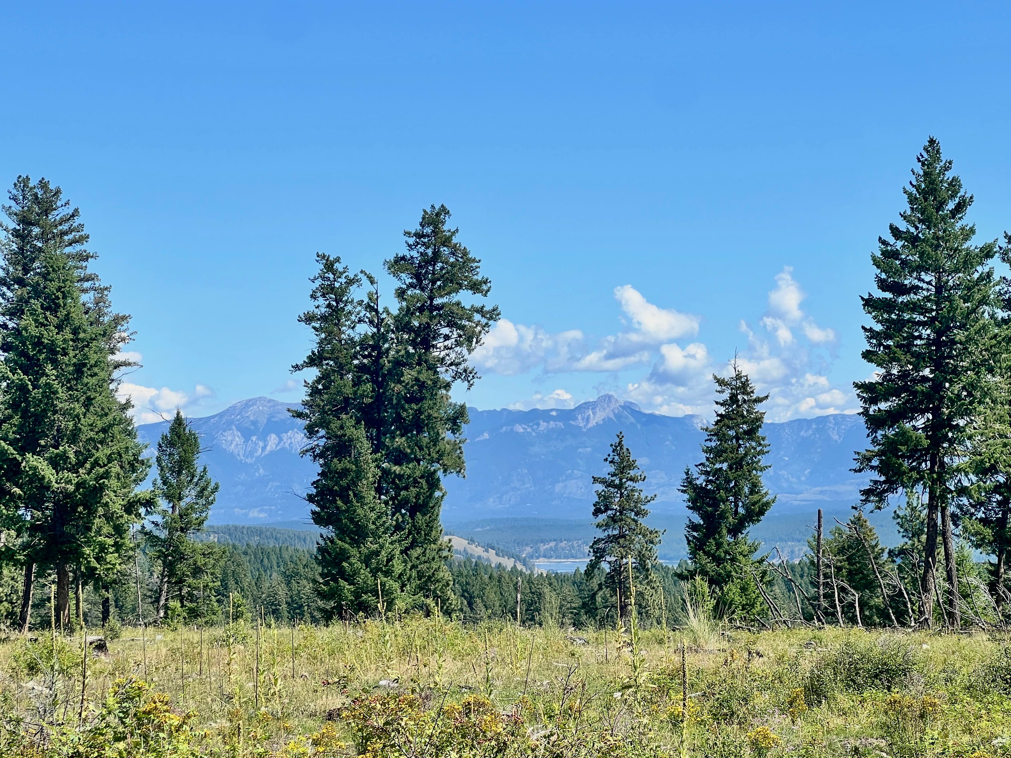LinkLater Forest Service Road