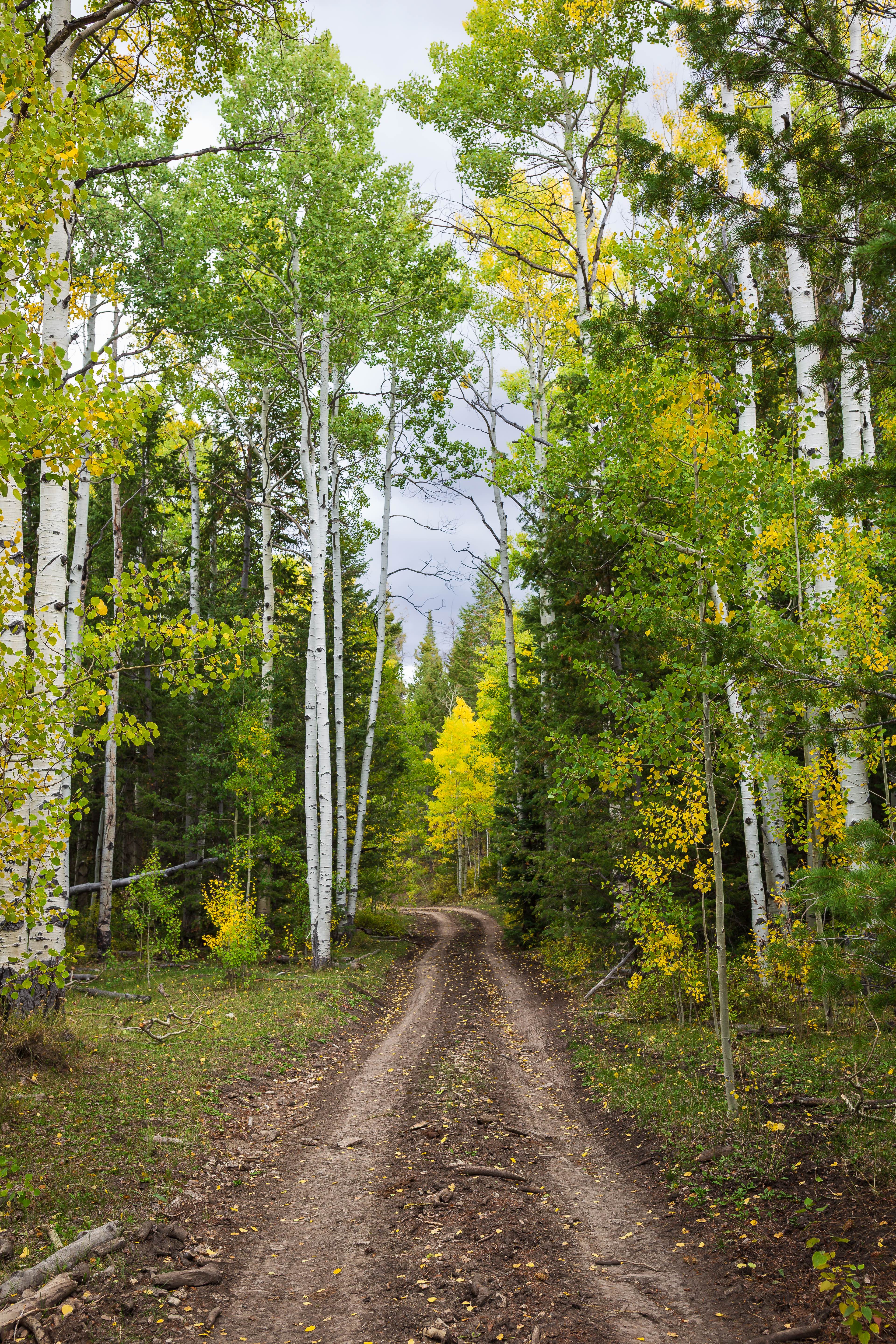 Water Hollow - FS 10168