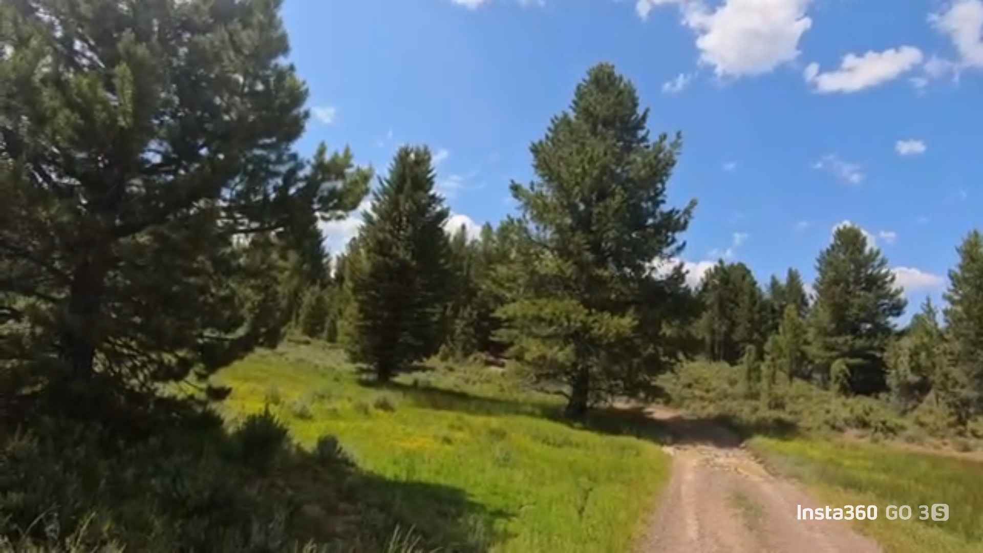 Billy Hill's Stampede