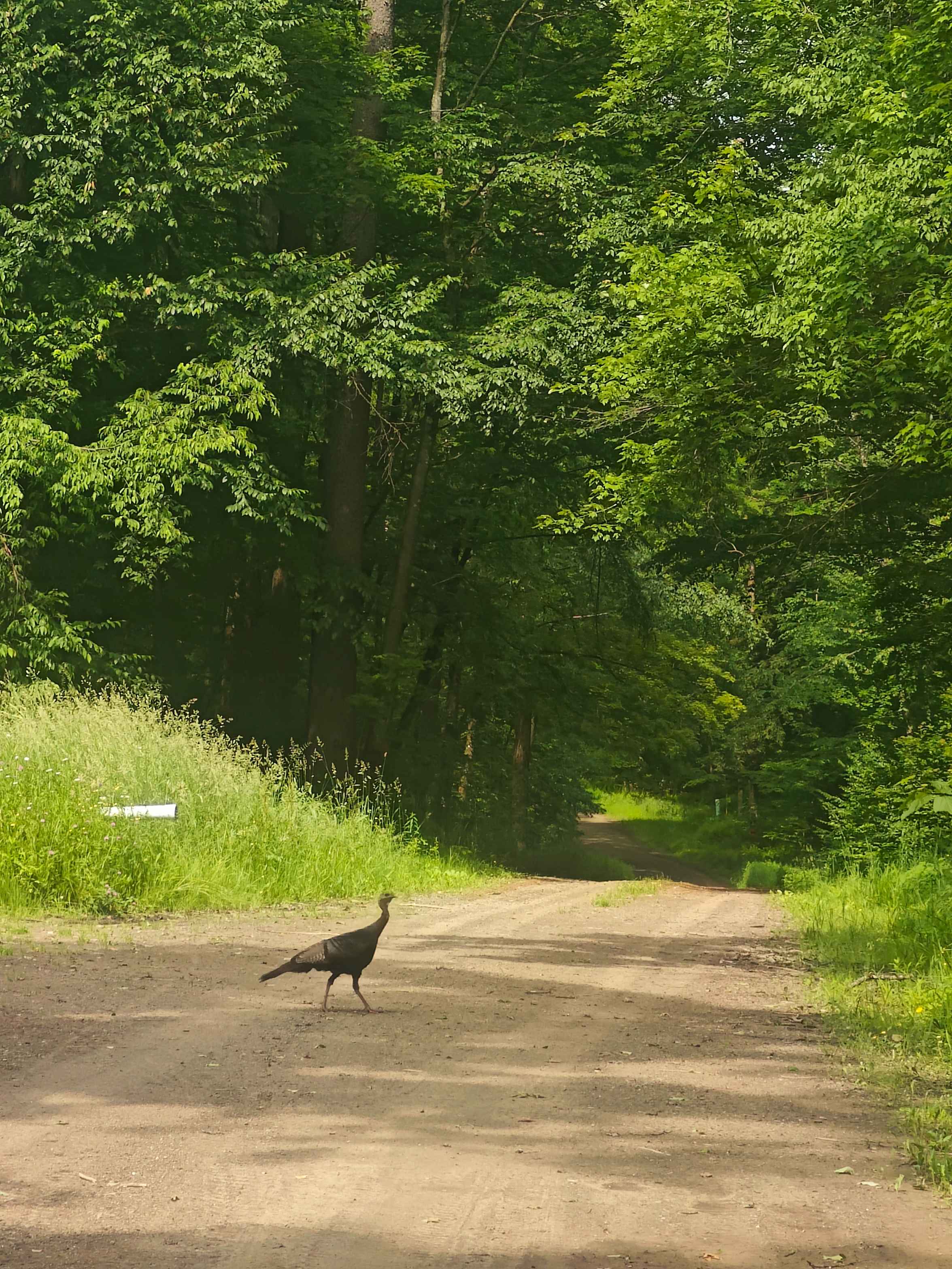 Boatroad Run - FSR 252