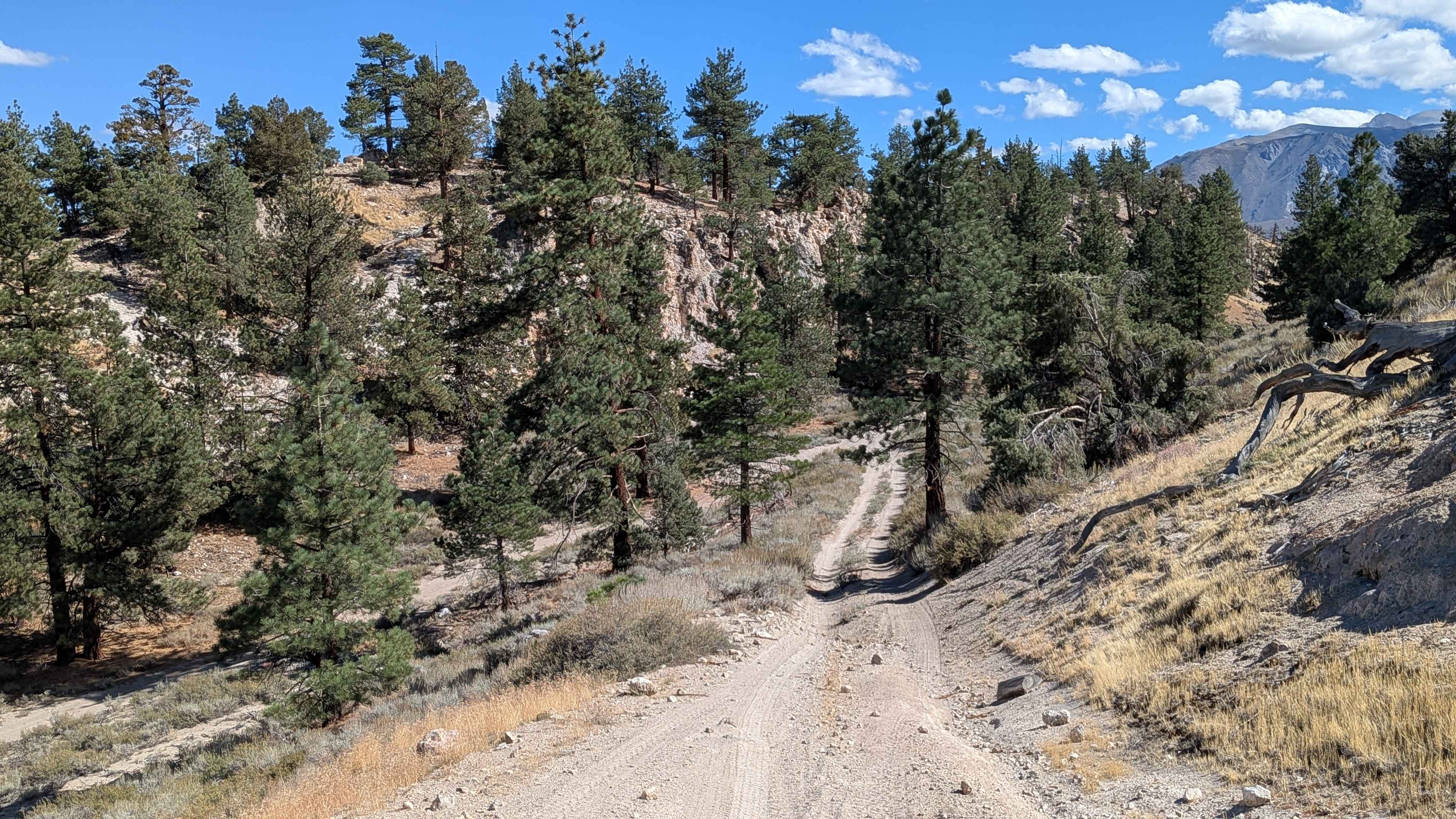 Trees Planted Road - FS 3S60