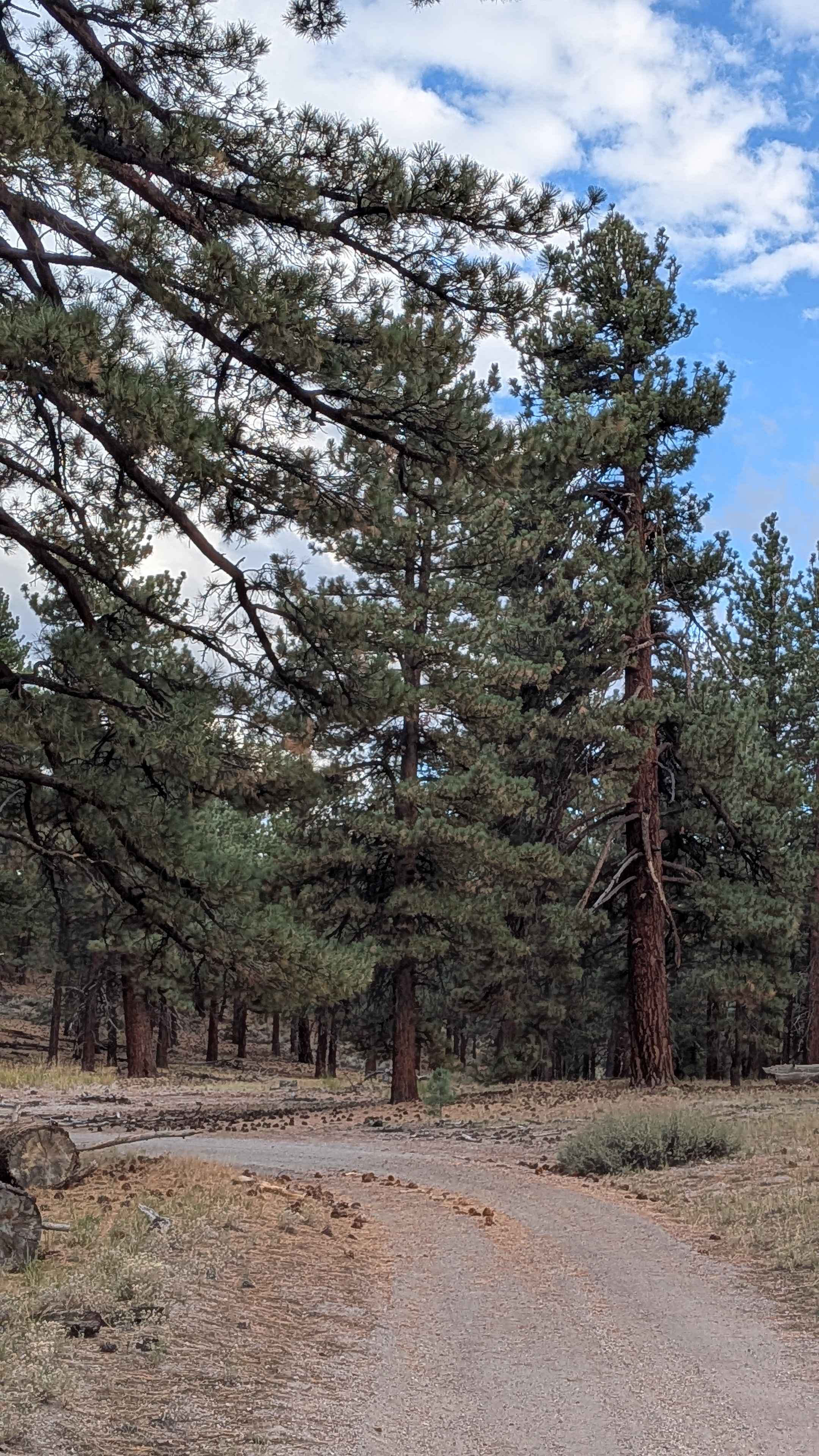 Alpers Canyon - FS 103