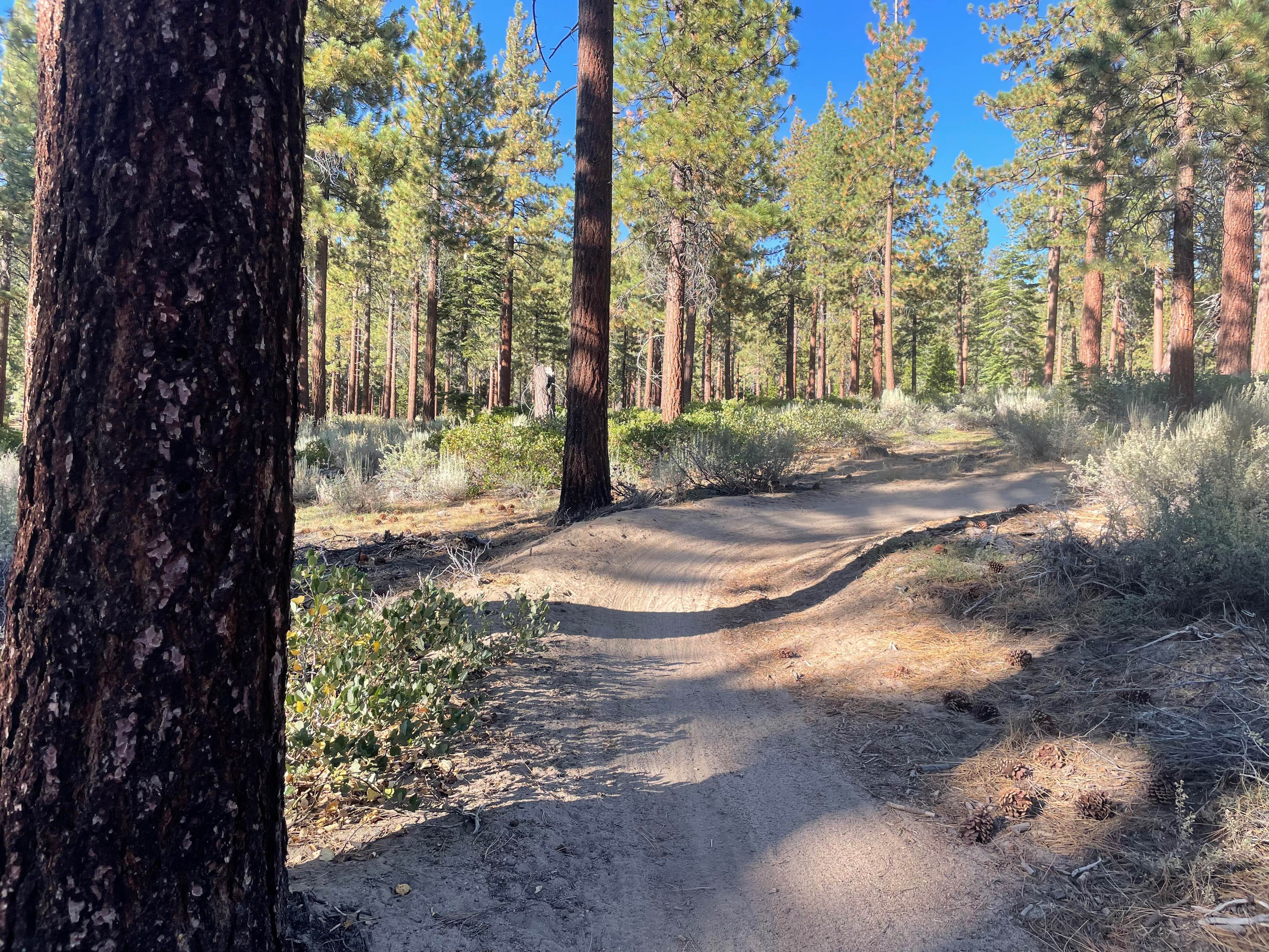 Lower Kingsbury Stinger Alternate - FS 18E46