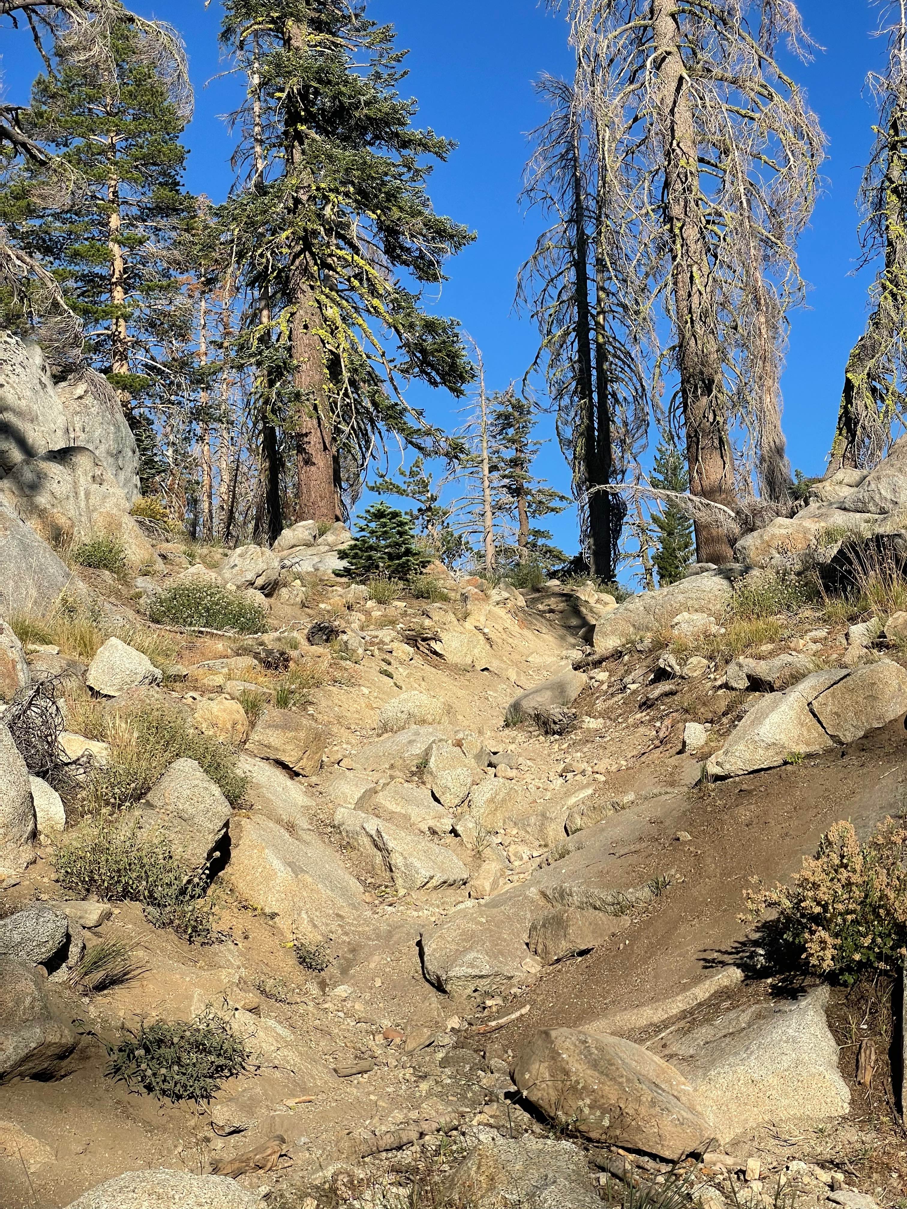 Buck Pasture Trail (East)