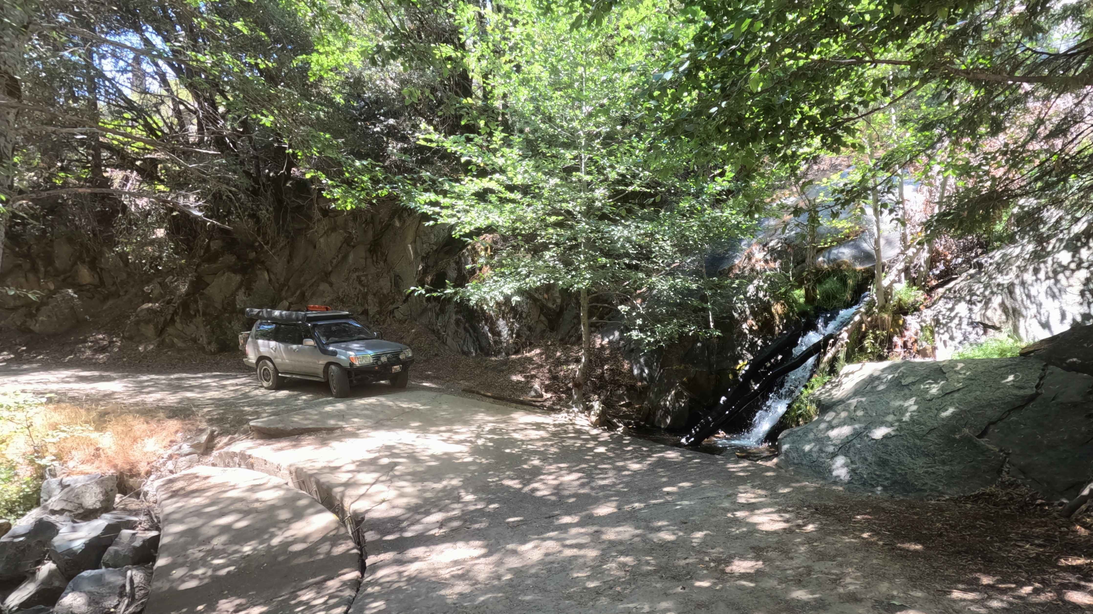 Sugar Pine - FS 6S090