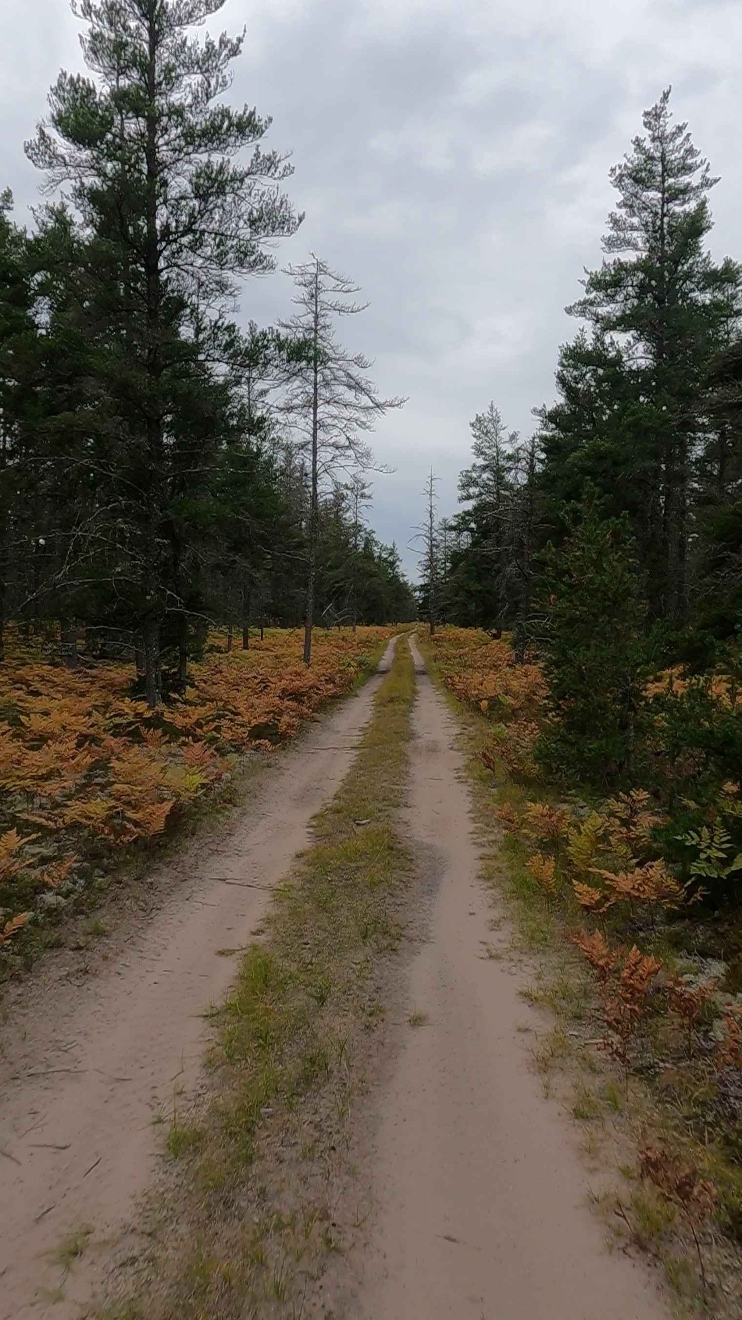 Grouse Track - FSR 3220