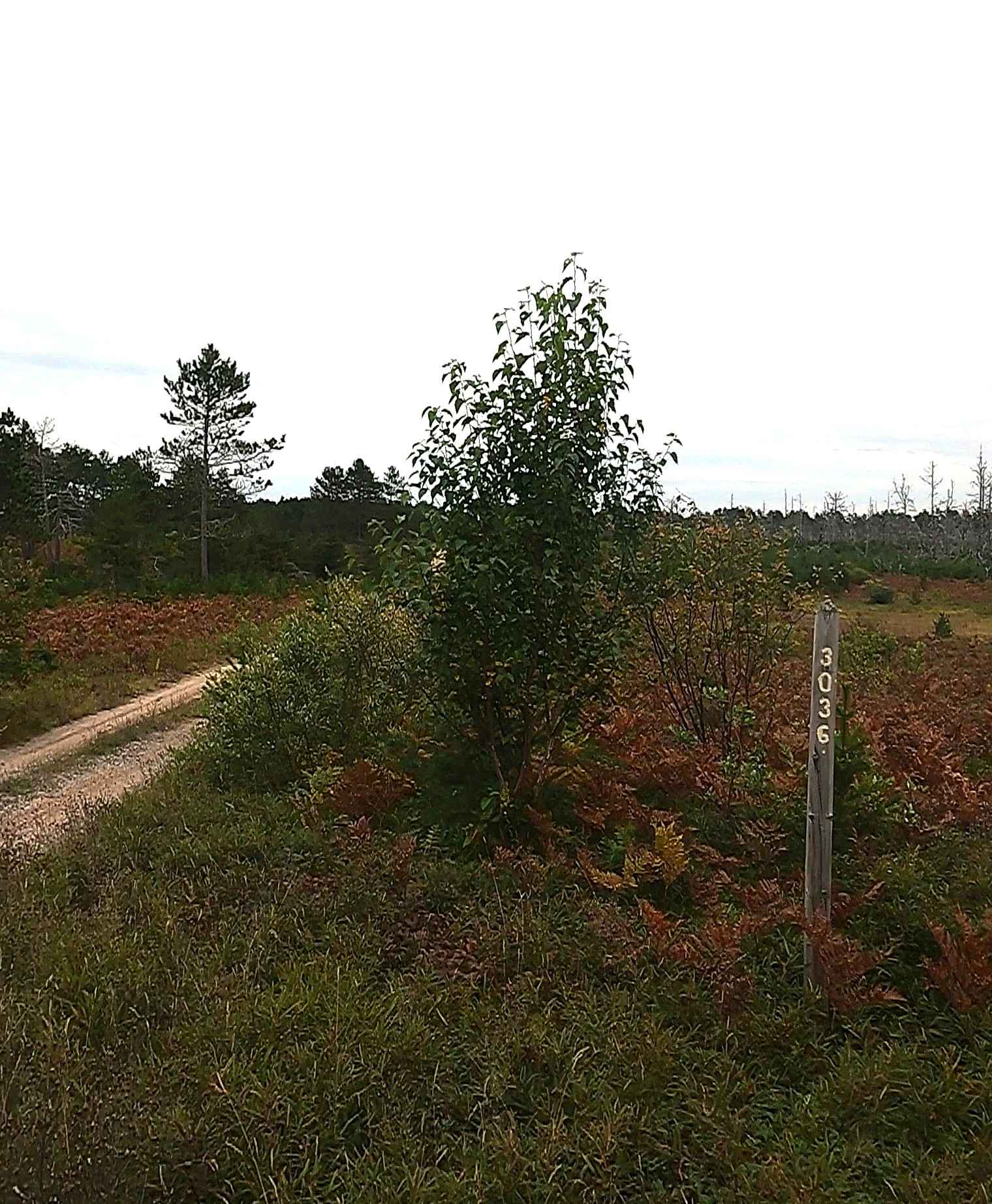 Flat Land - FSR 3036