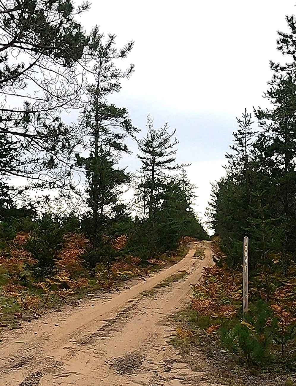 Little Avery - FSR 3041