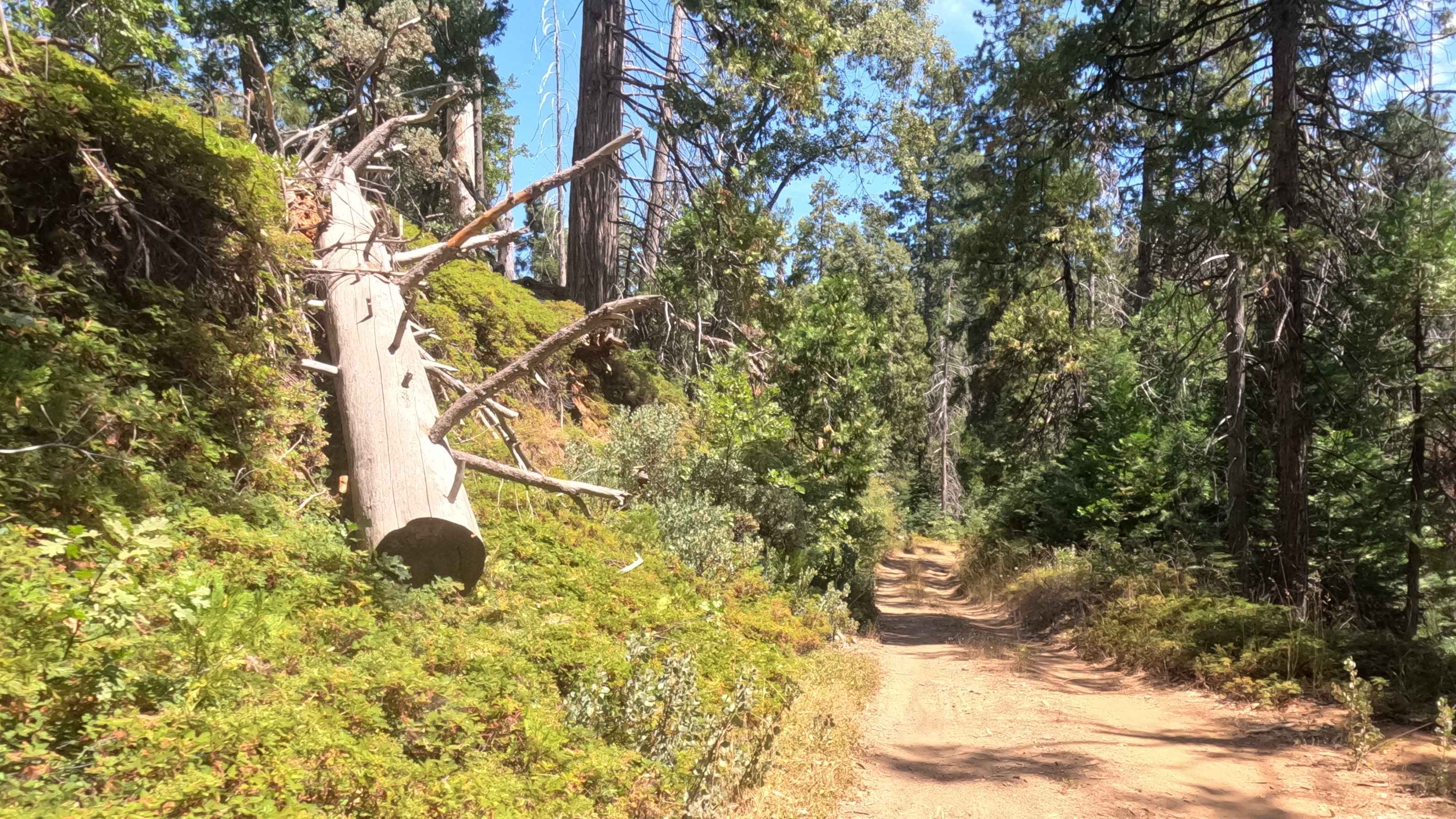 Westfall Tie - FS 5S017X