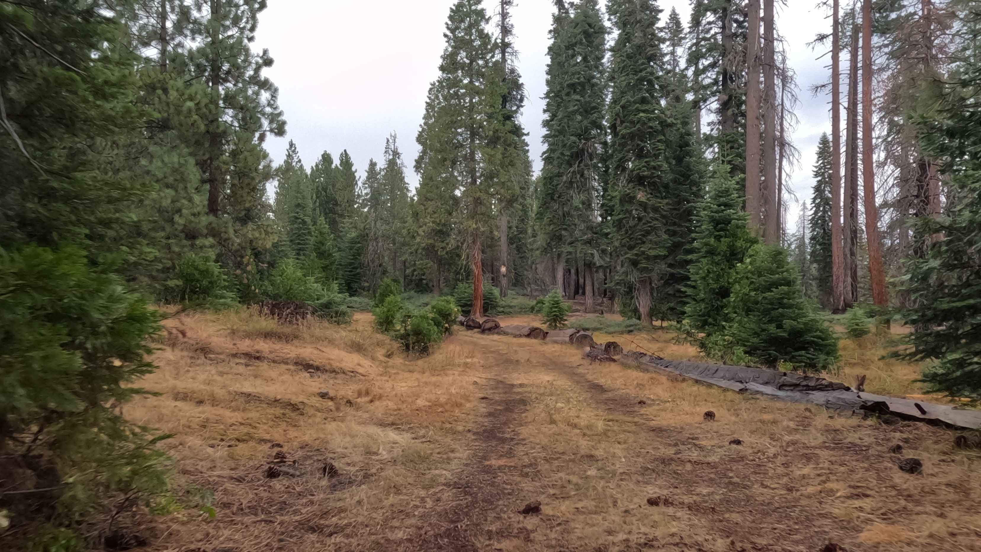 Minarets No 80 YA Spur - FS 5S012YA