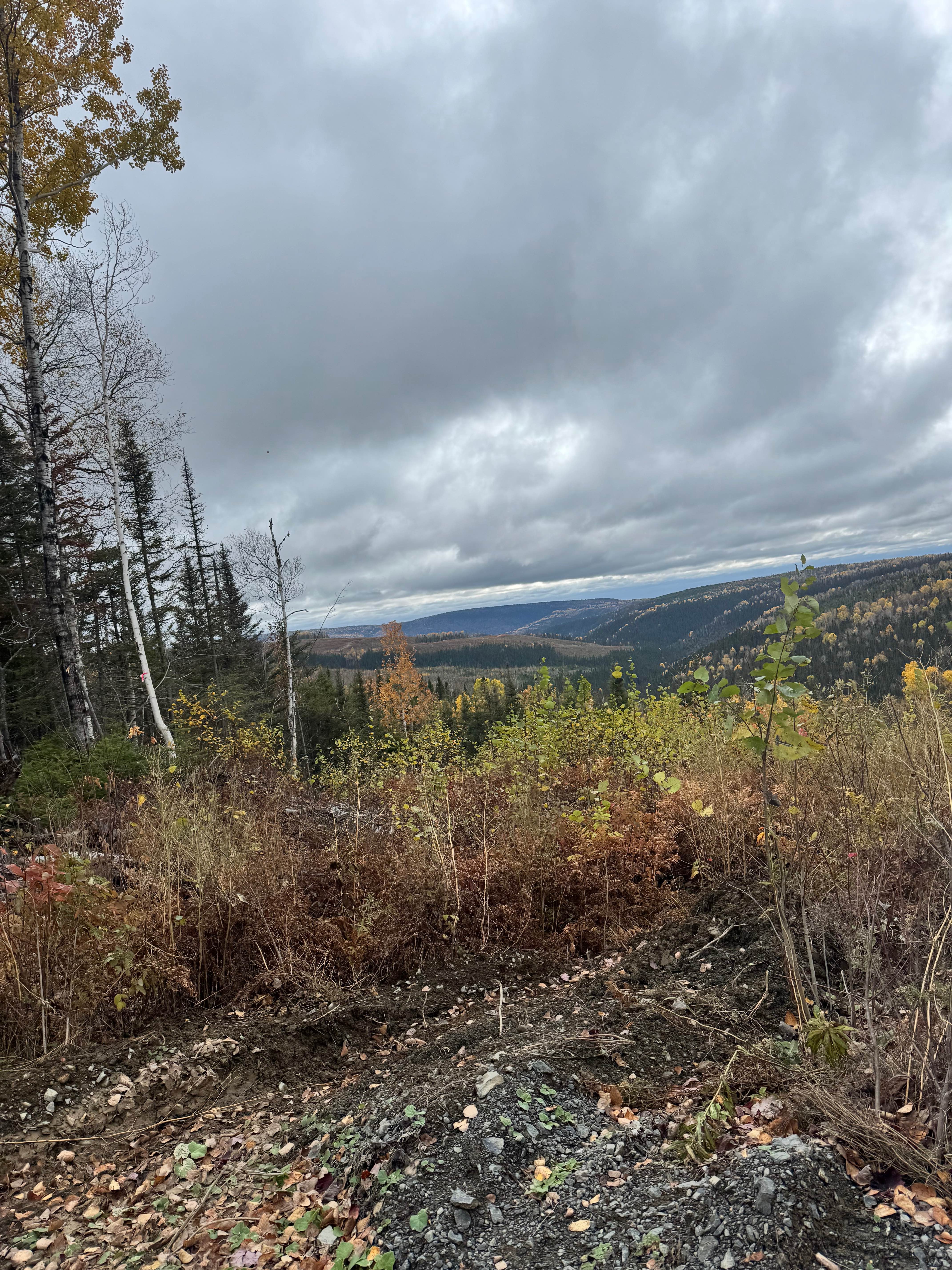 Bonaventure's Backcountry Trail