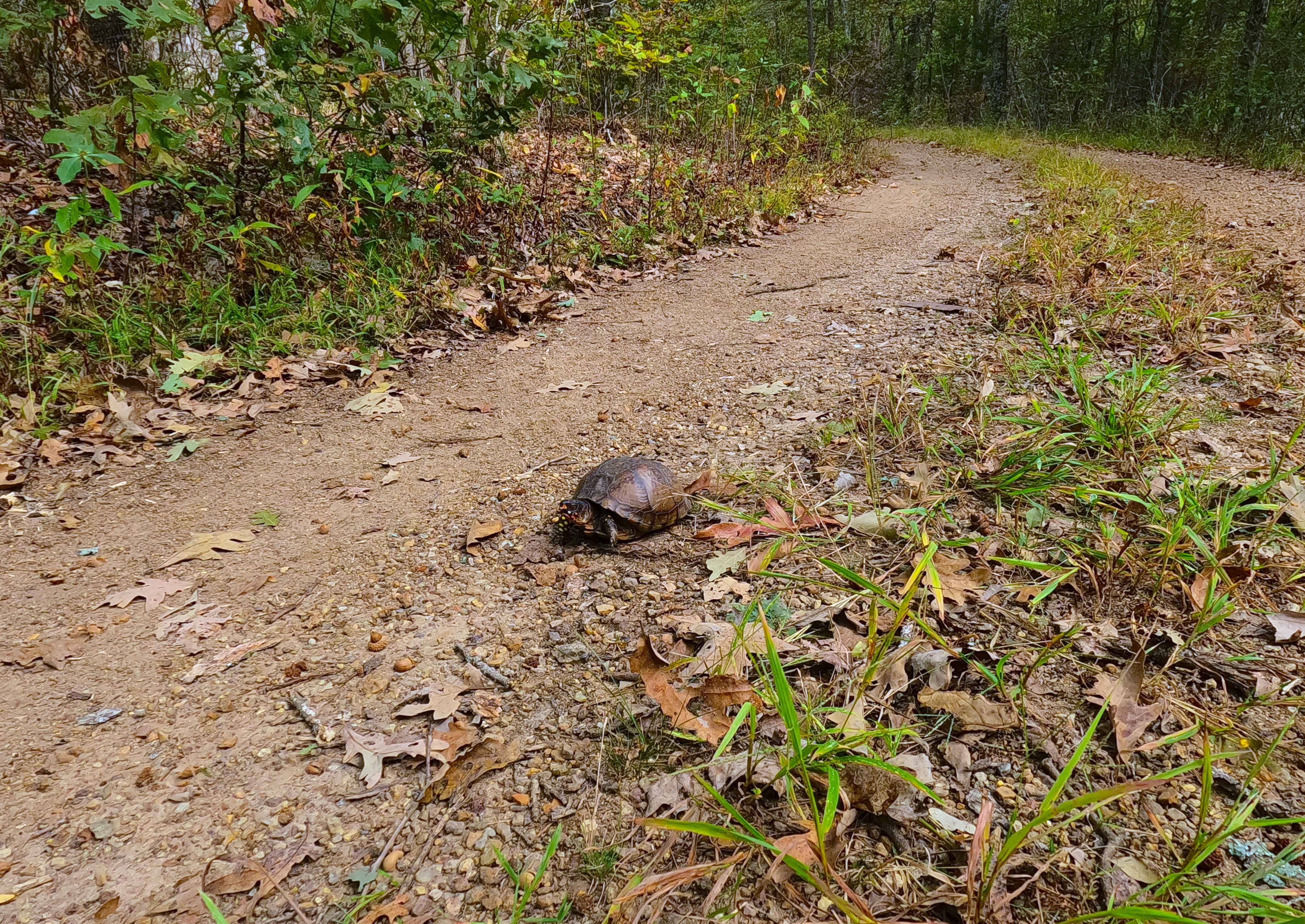 Sherbrooke - FS 2841