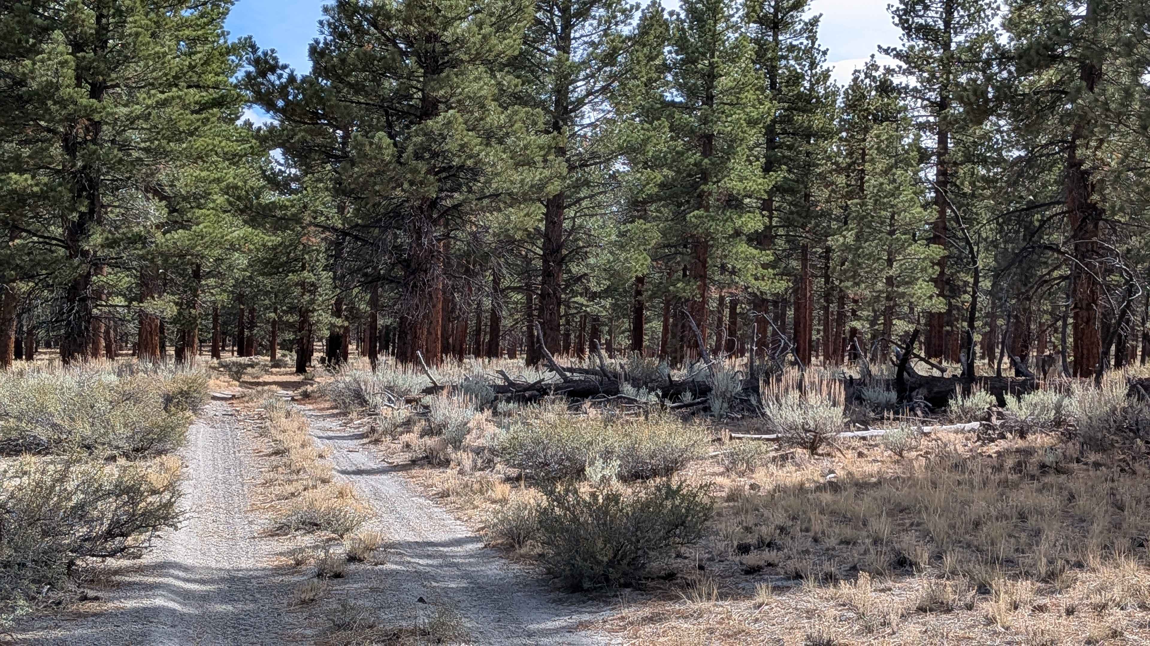 Sheep Tank - FS 1S95