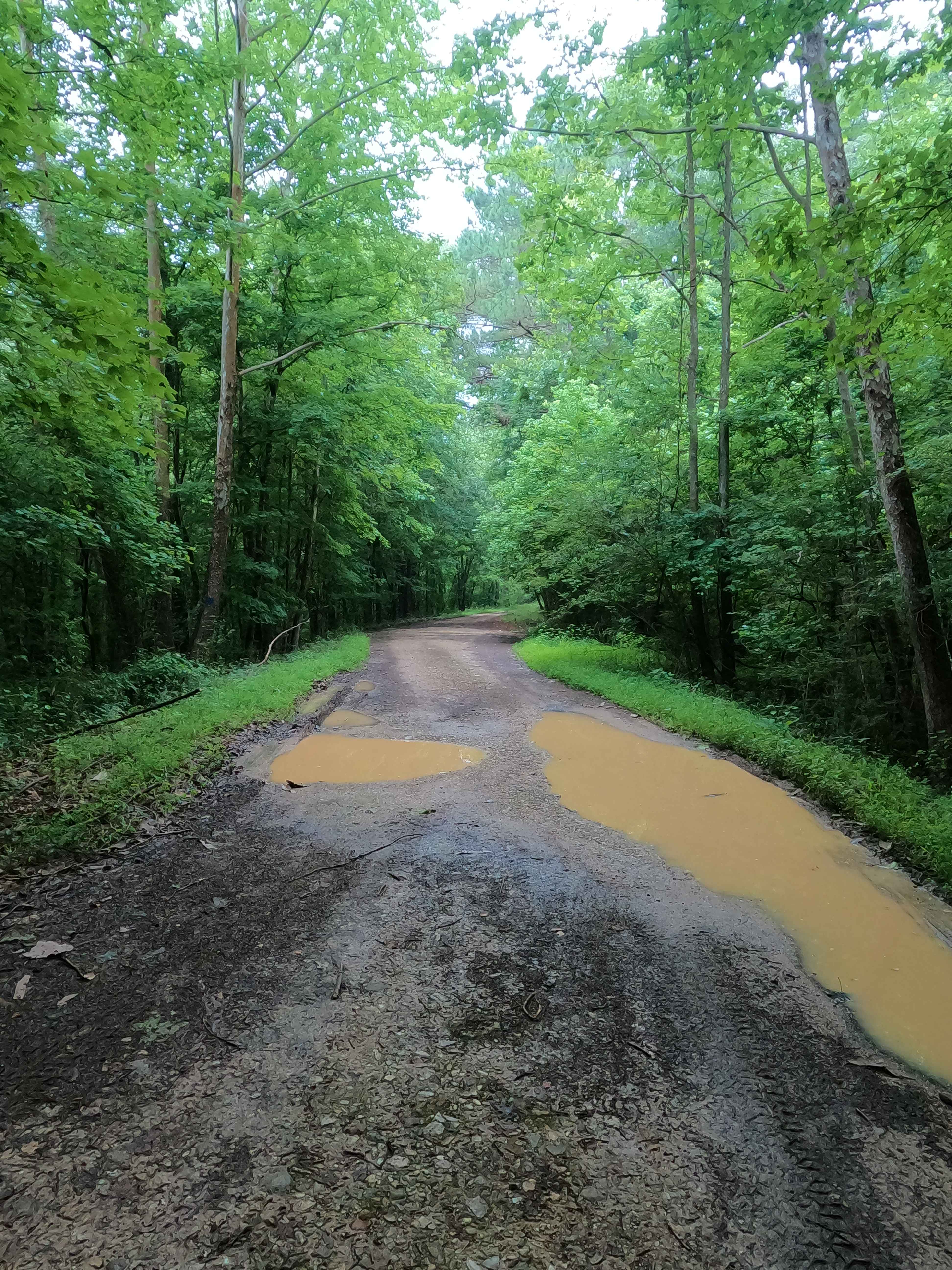 Tharpe Hollow - FS 384