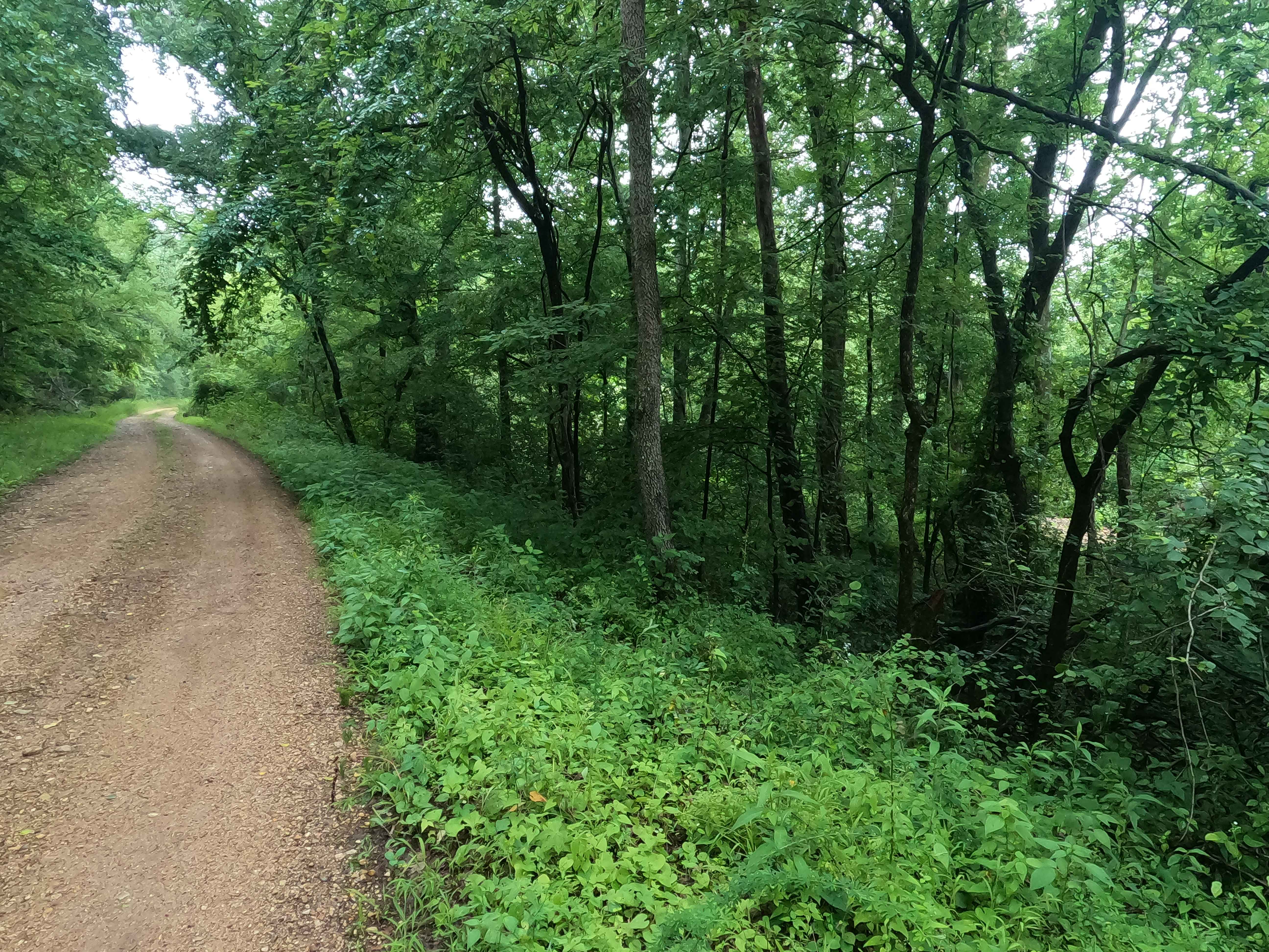 Tharpe Hollow - FS 384