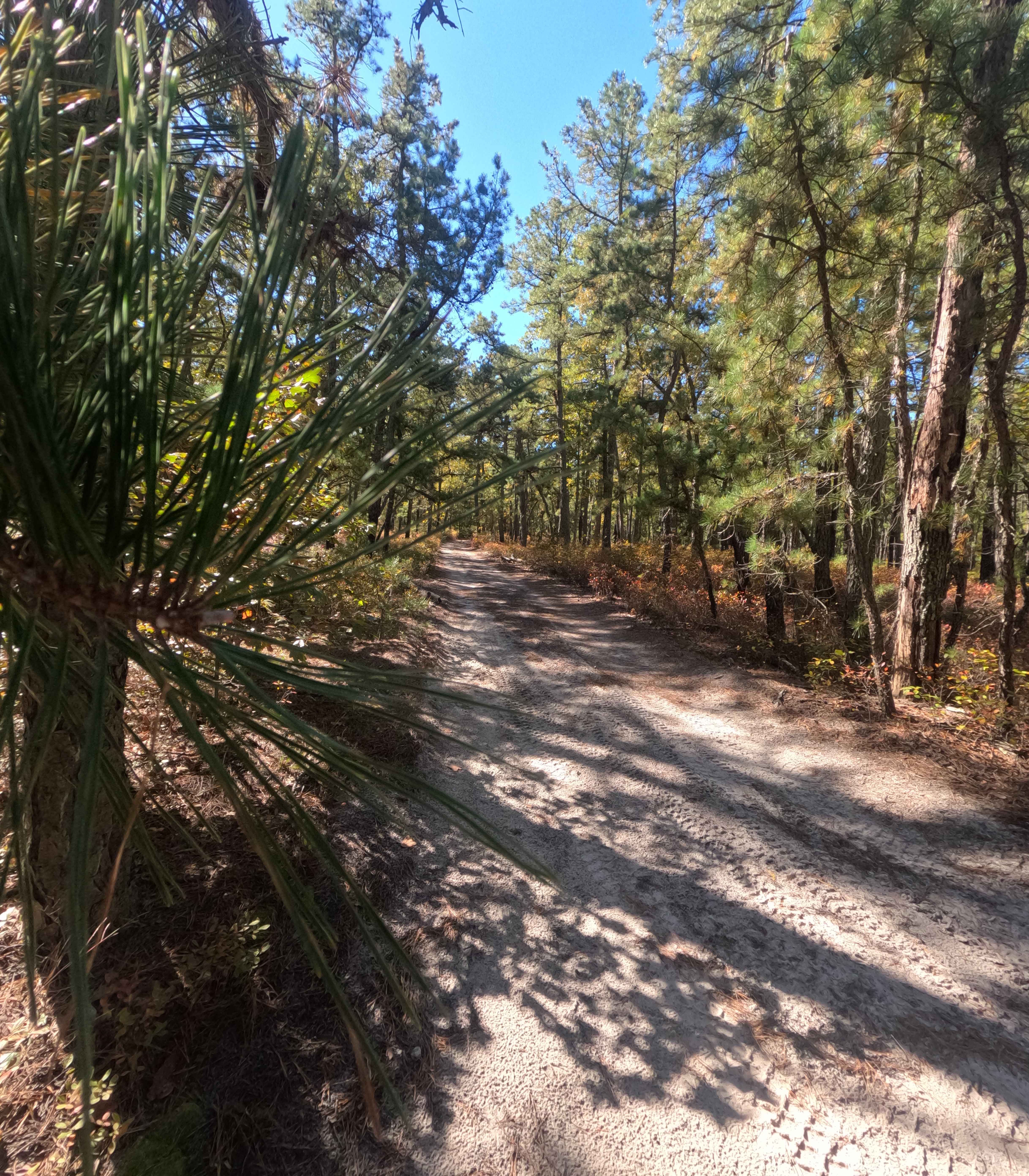 Washington Speedwell Road