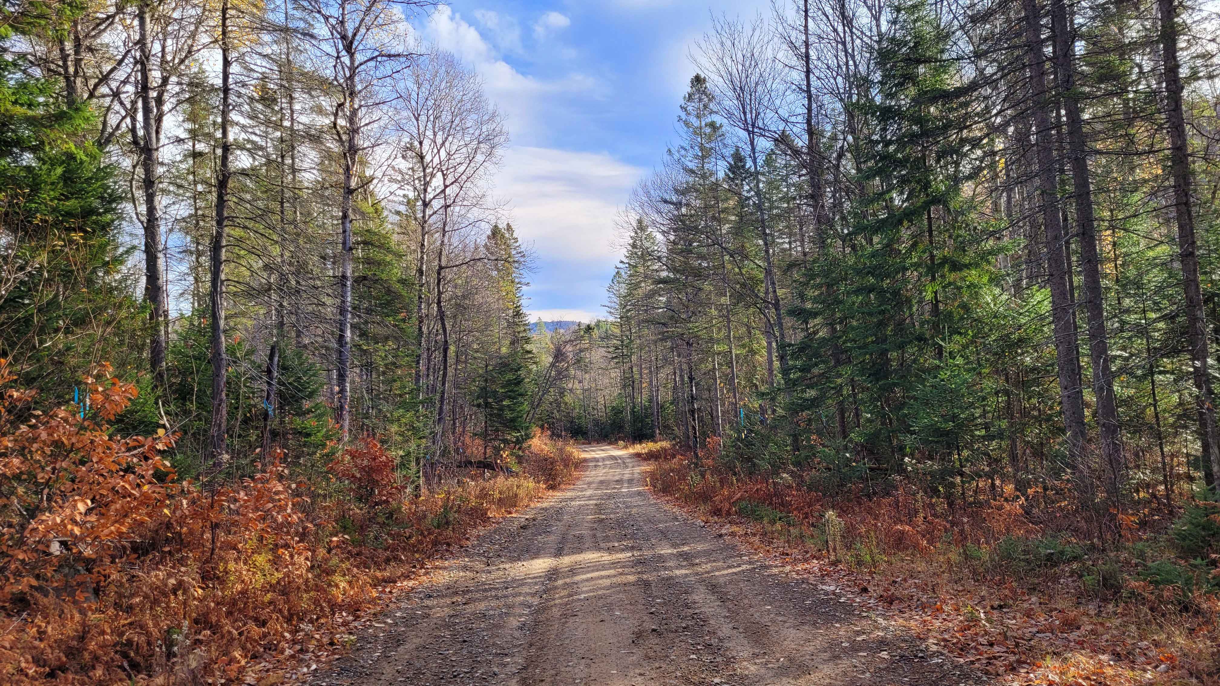 Mammouth du lac Noir