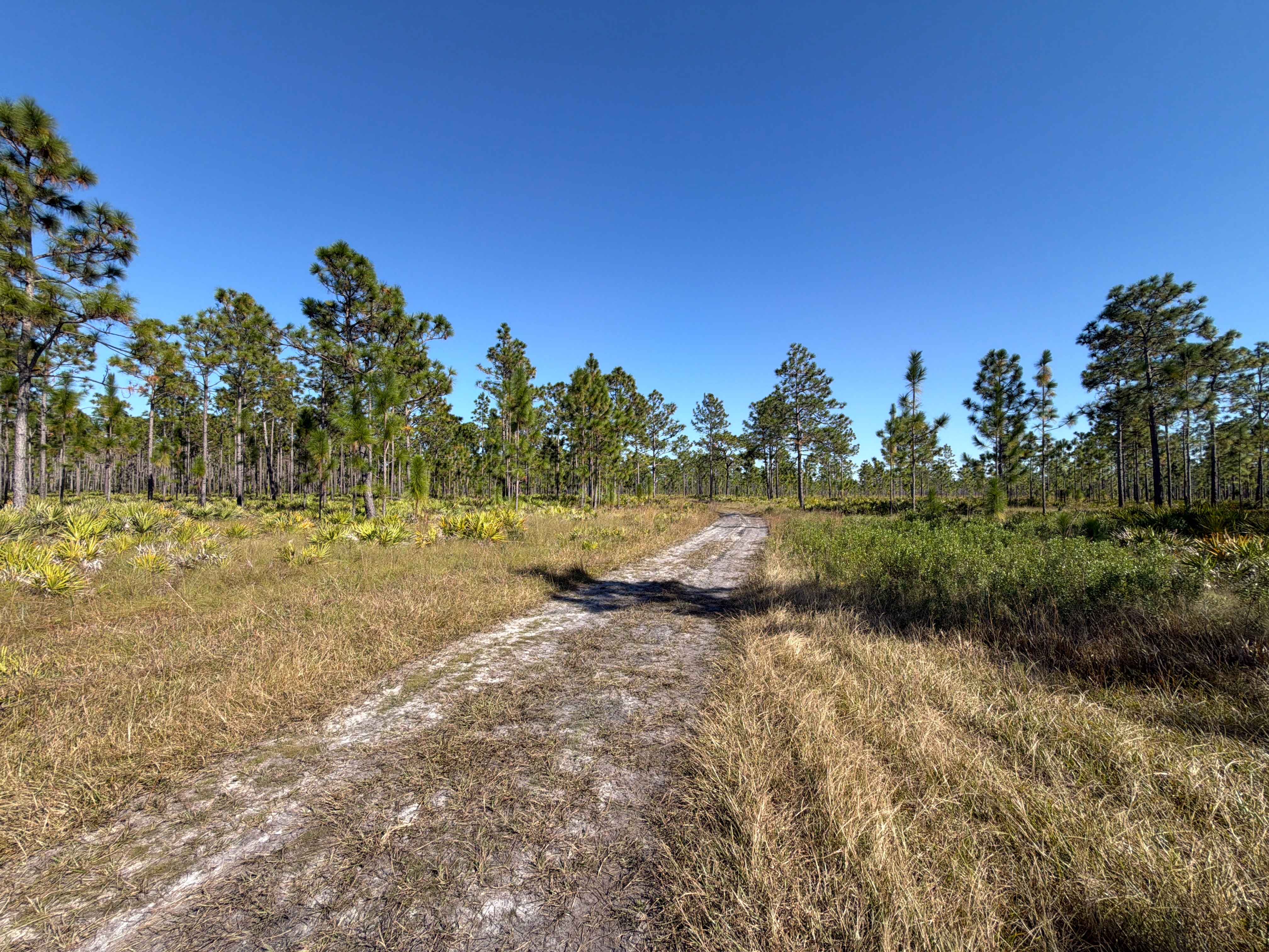 Road 12 Loop - Three Lakes WMA