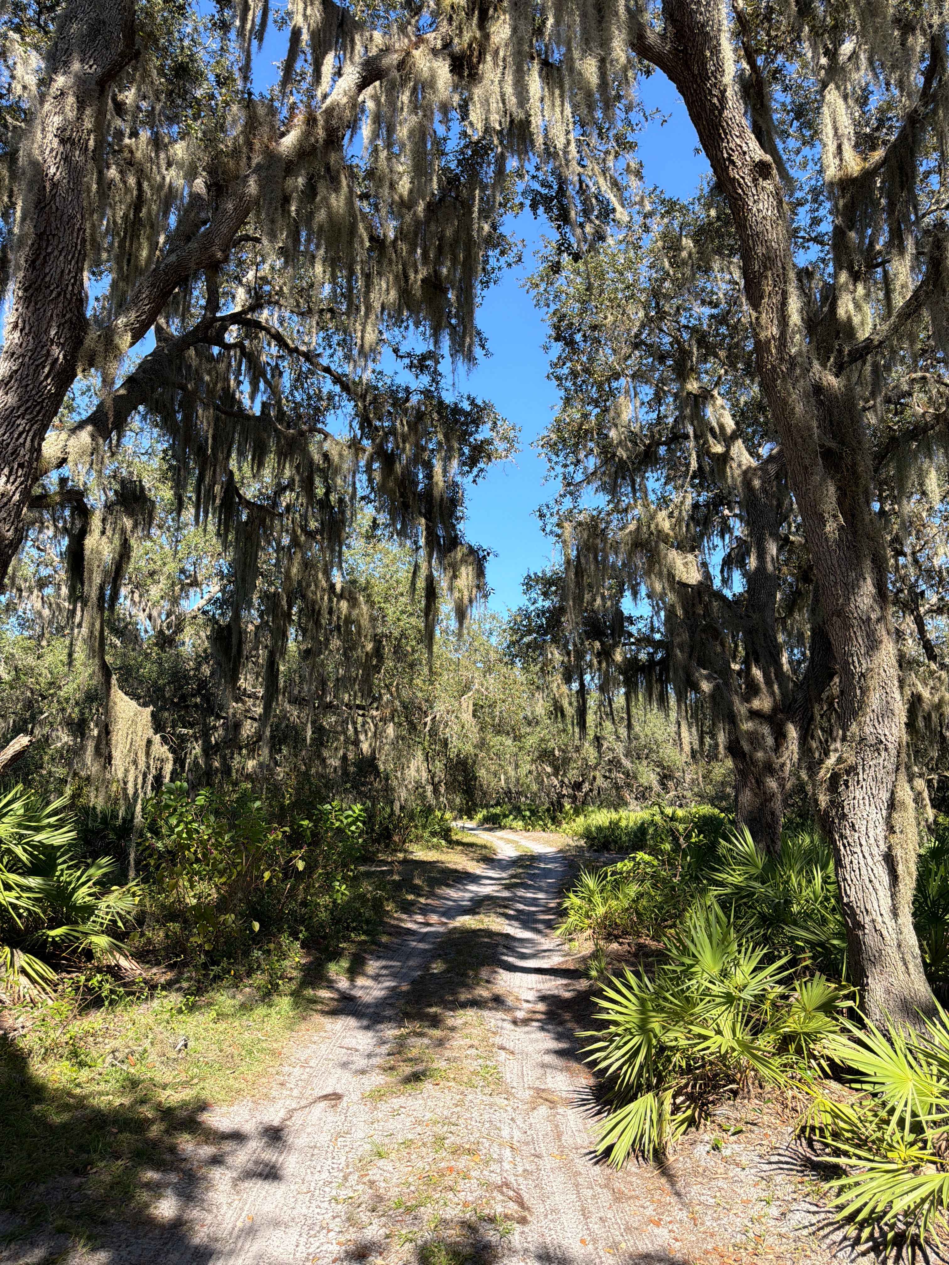 Long Loop Road 4 - Three Lakes WMA