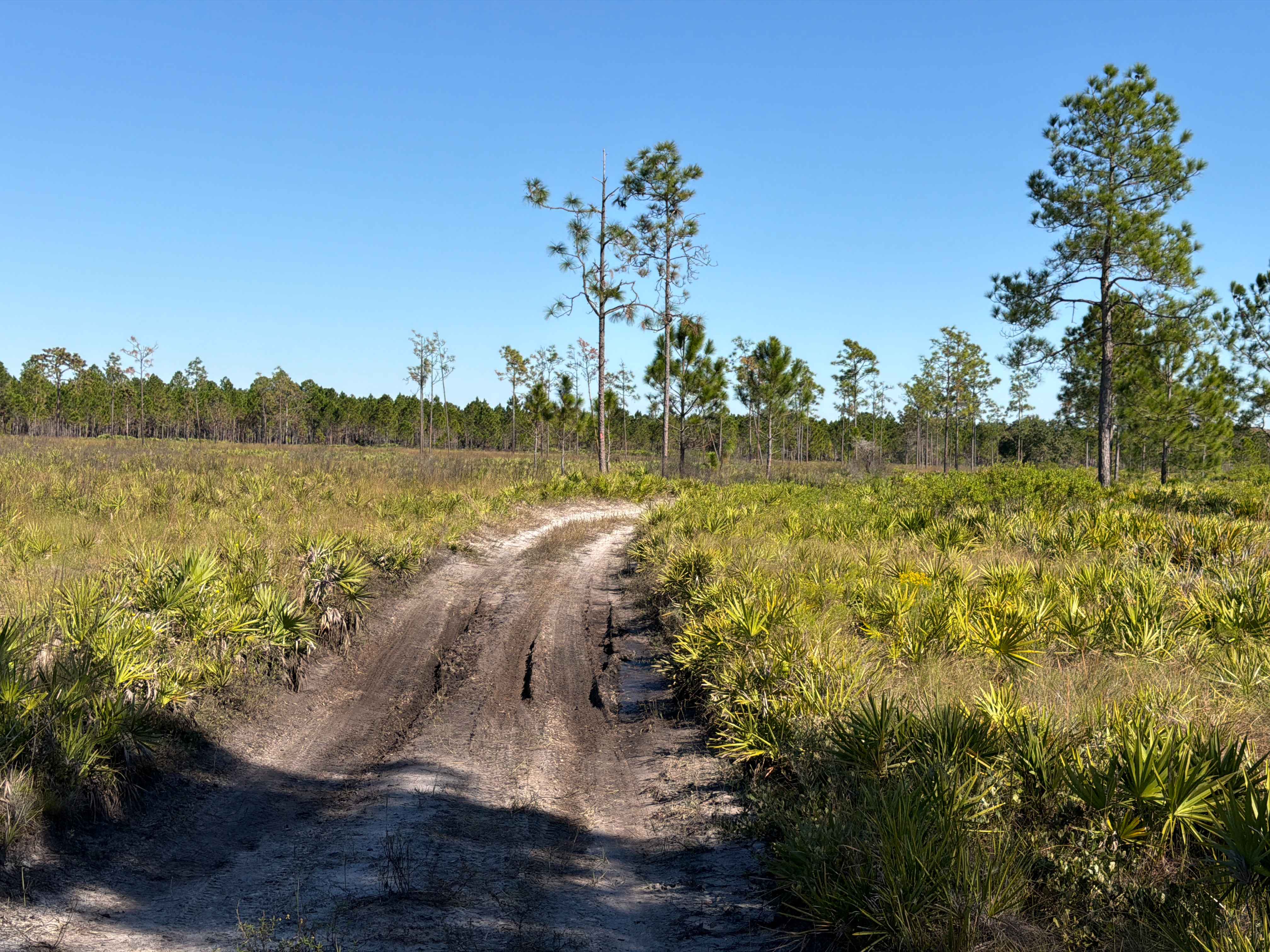 Road 15 - Three Lakes WMA