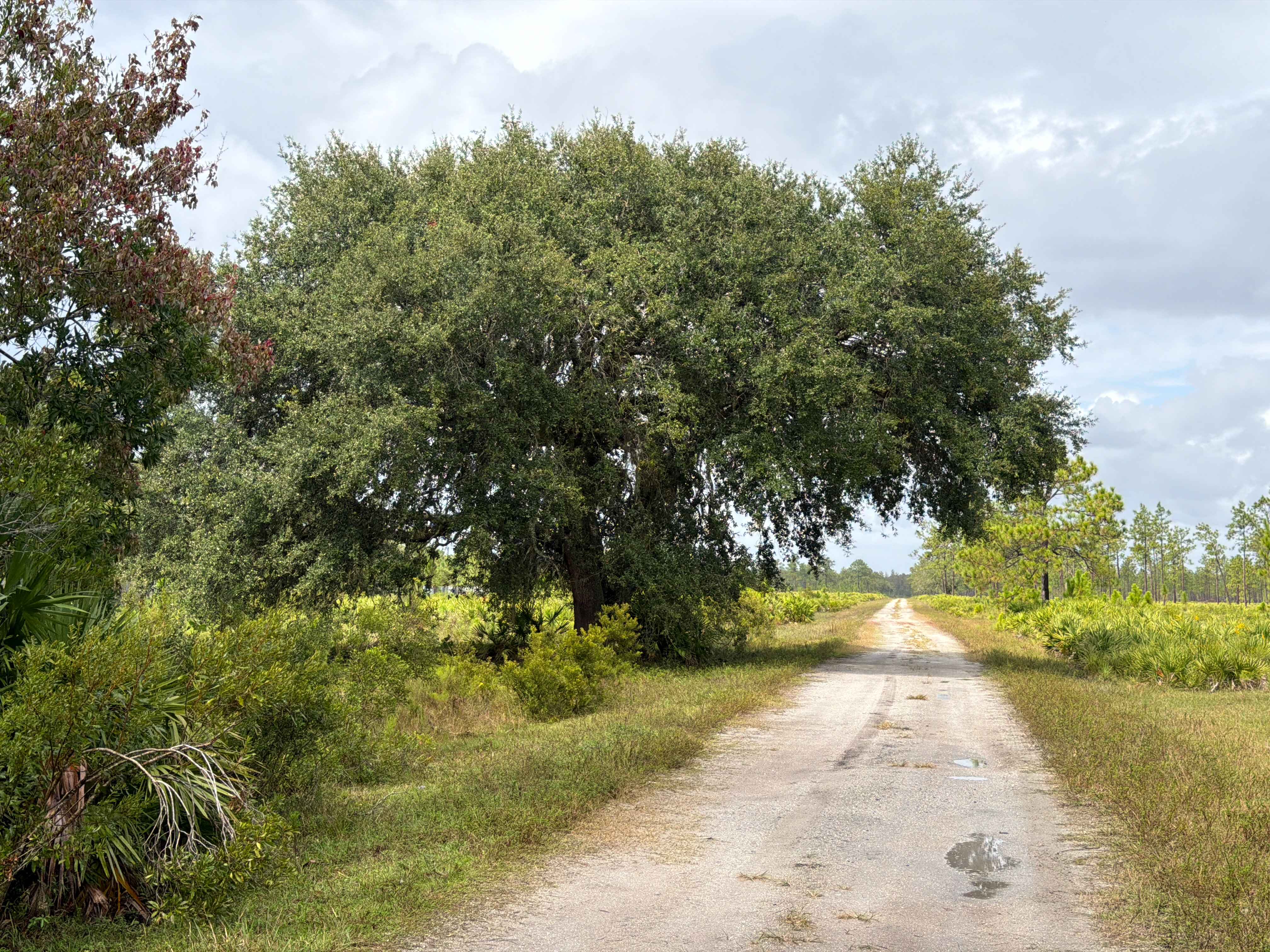 Road 1 - Three Lakes WMA