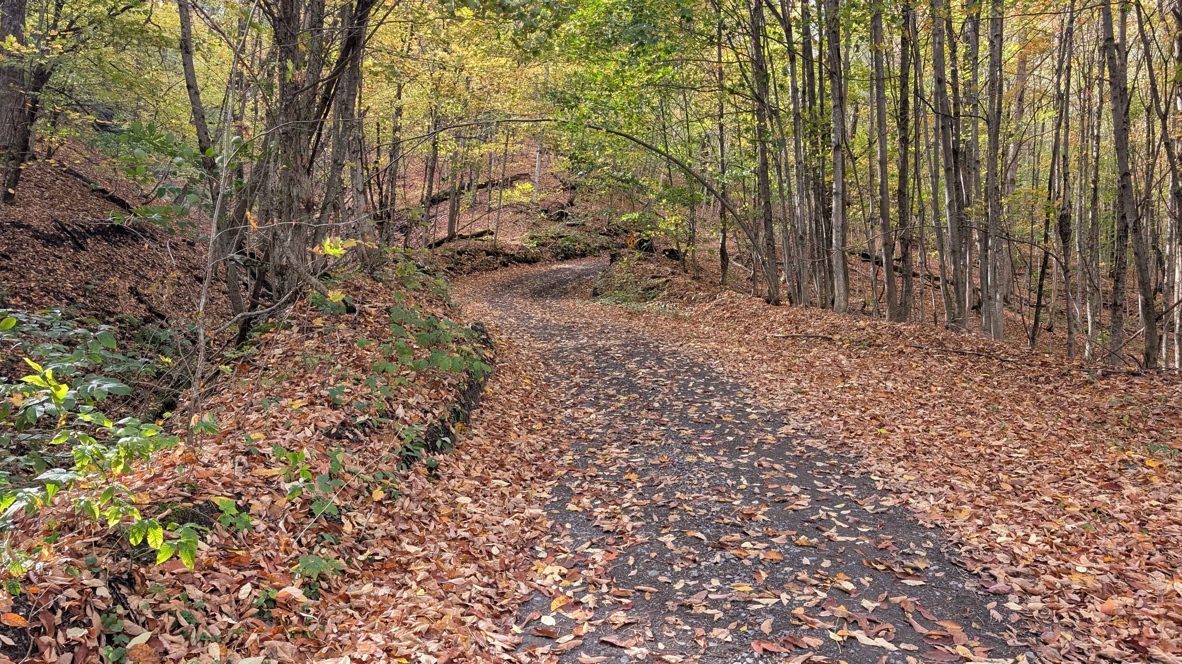 Catherineville State Forest Road