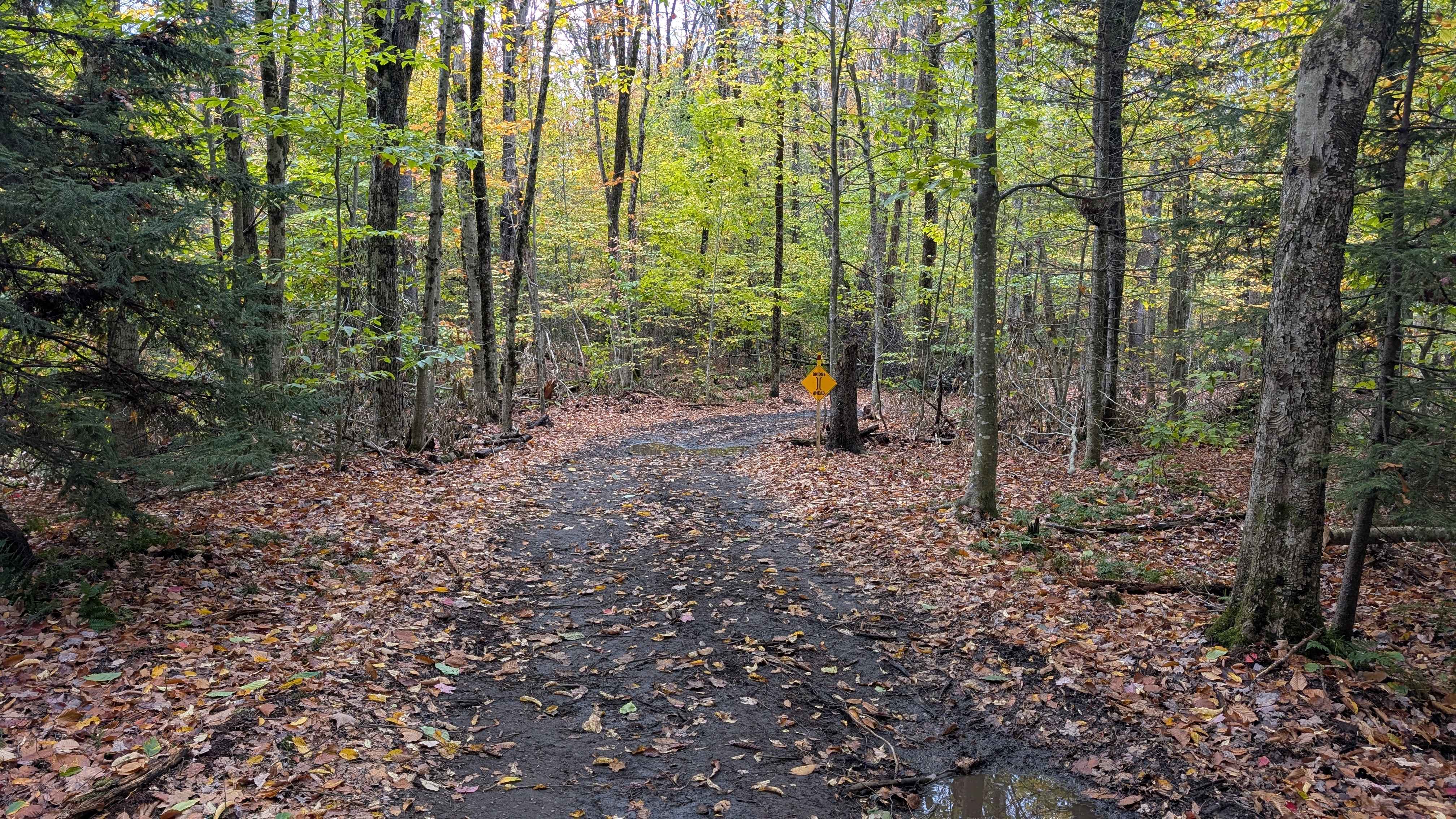 Catherineville State Forest Road