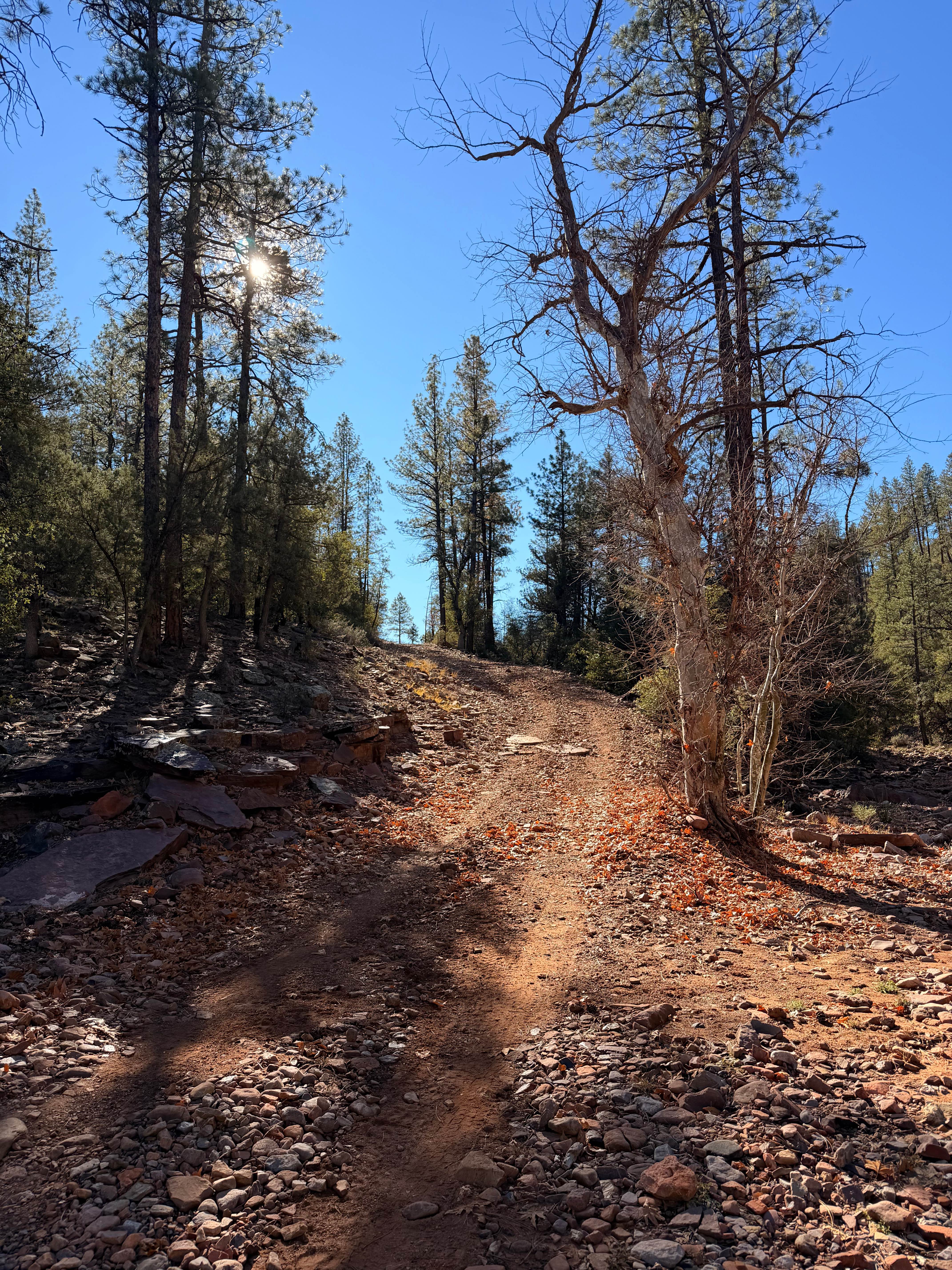 Bear Head Springs Segment - FS 609