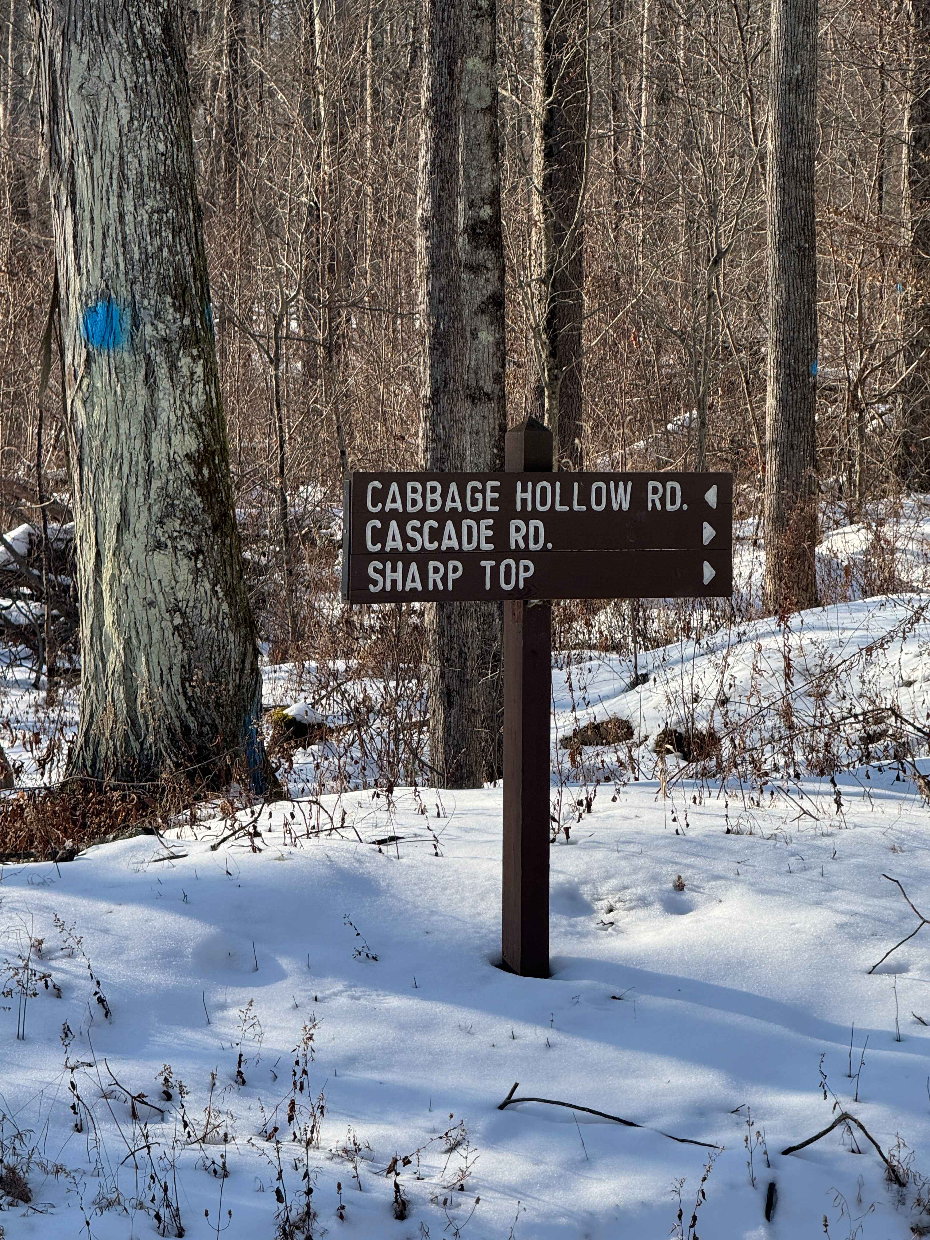 Cabbage Hollow Road