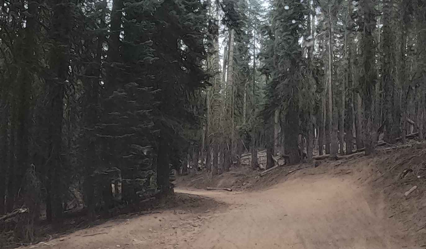 Giant Hyssop - FS 6S026X