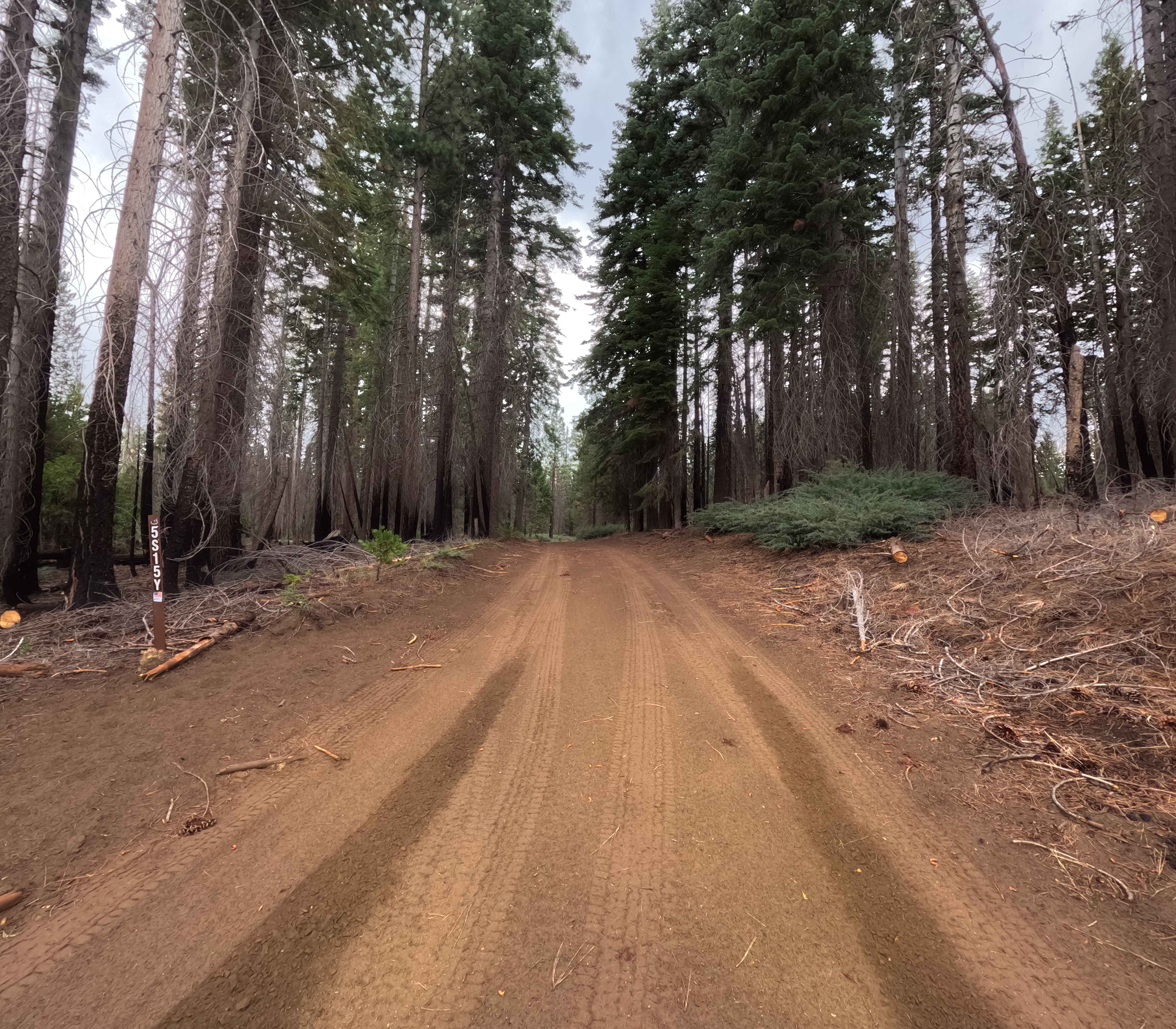 Thin Meadow - FS 5S015Y