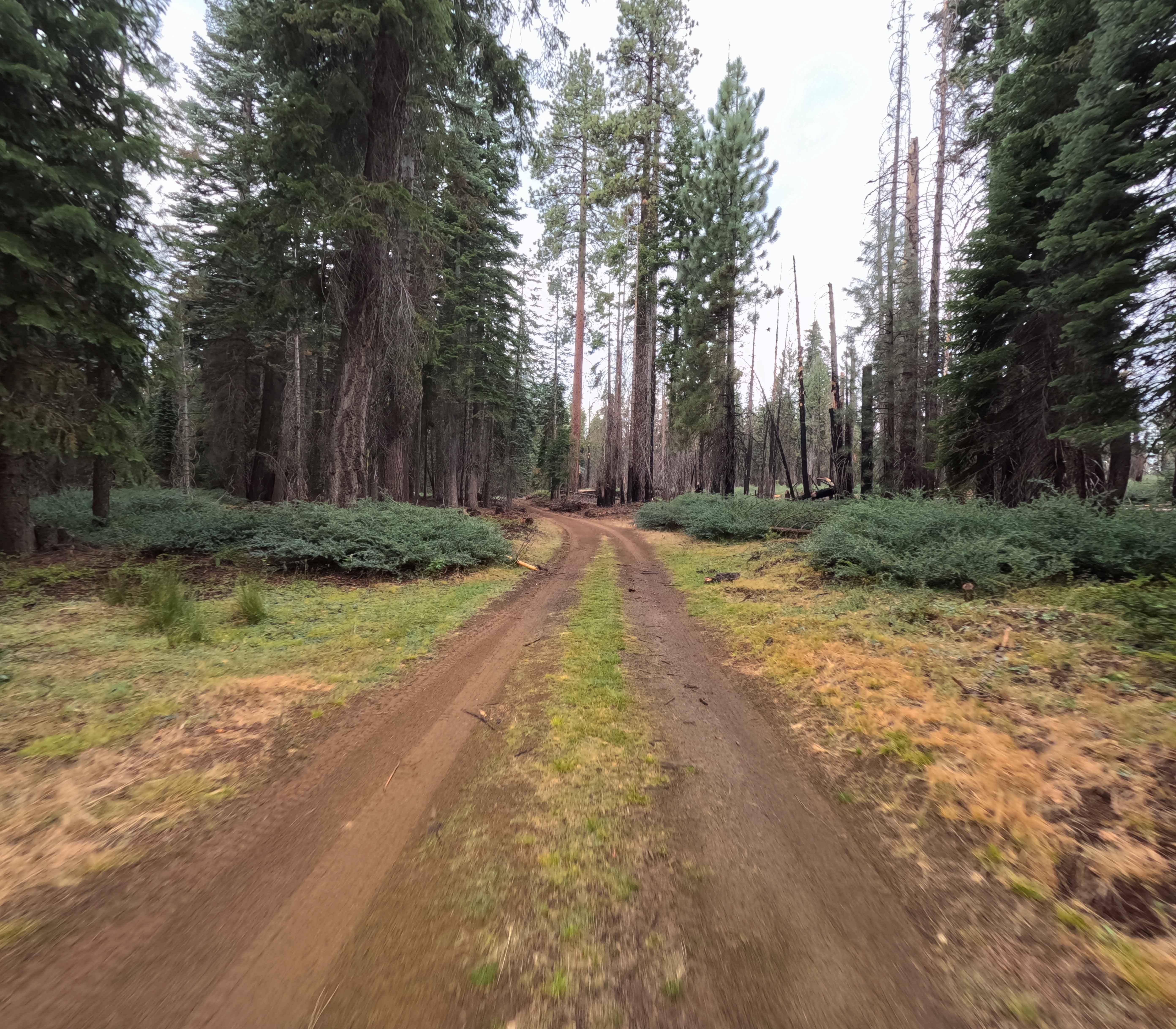 Thin Meadow - FS 5S015Y