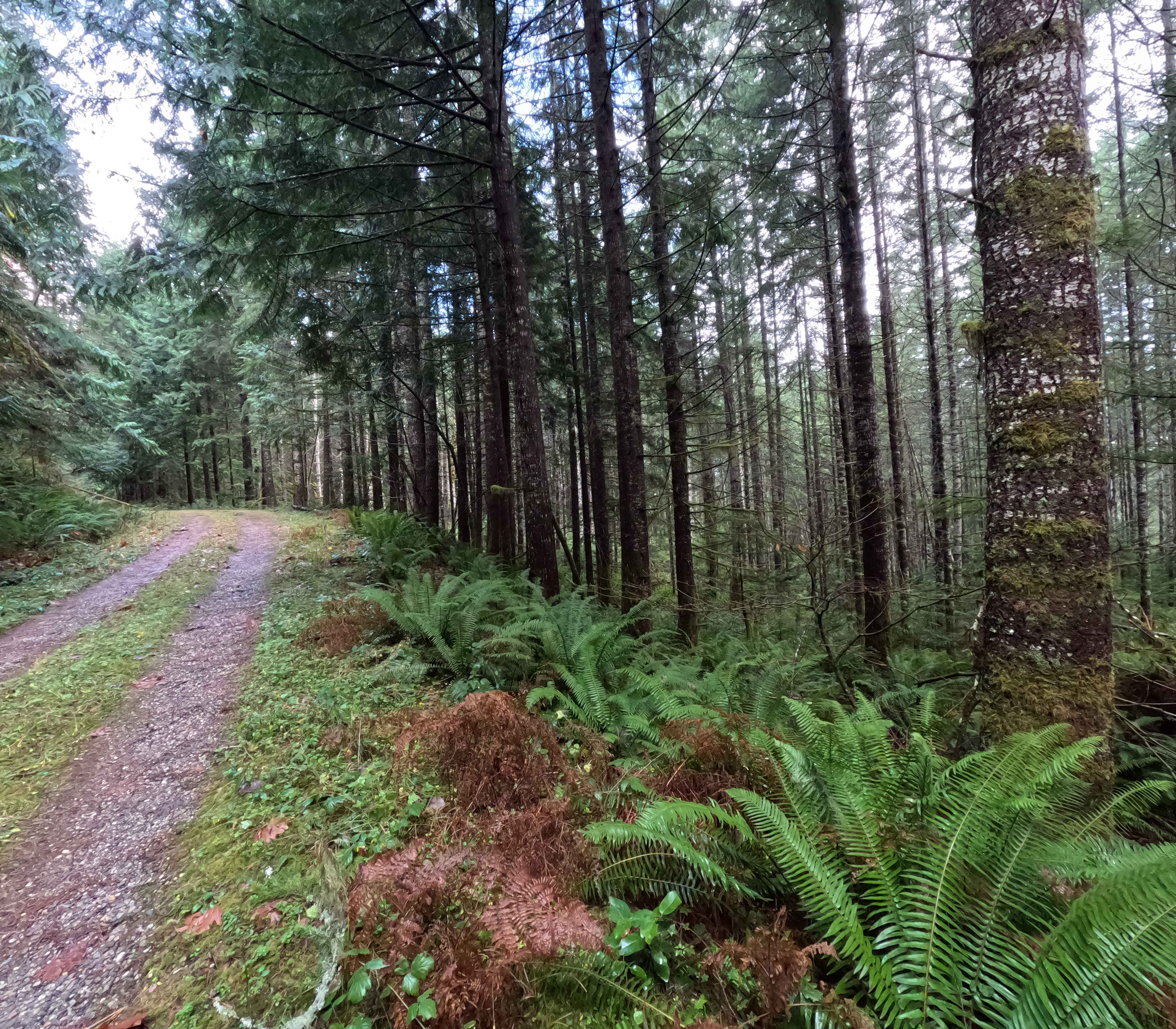 North Side Dan's Creek - FS 2130