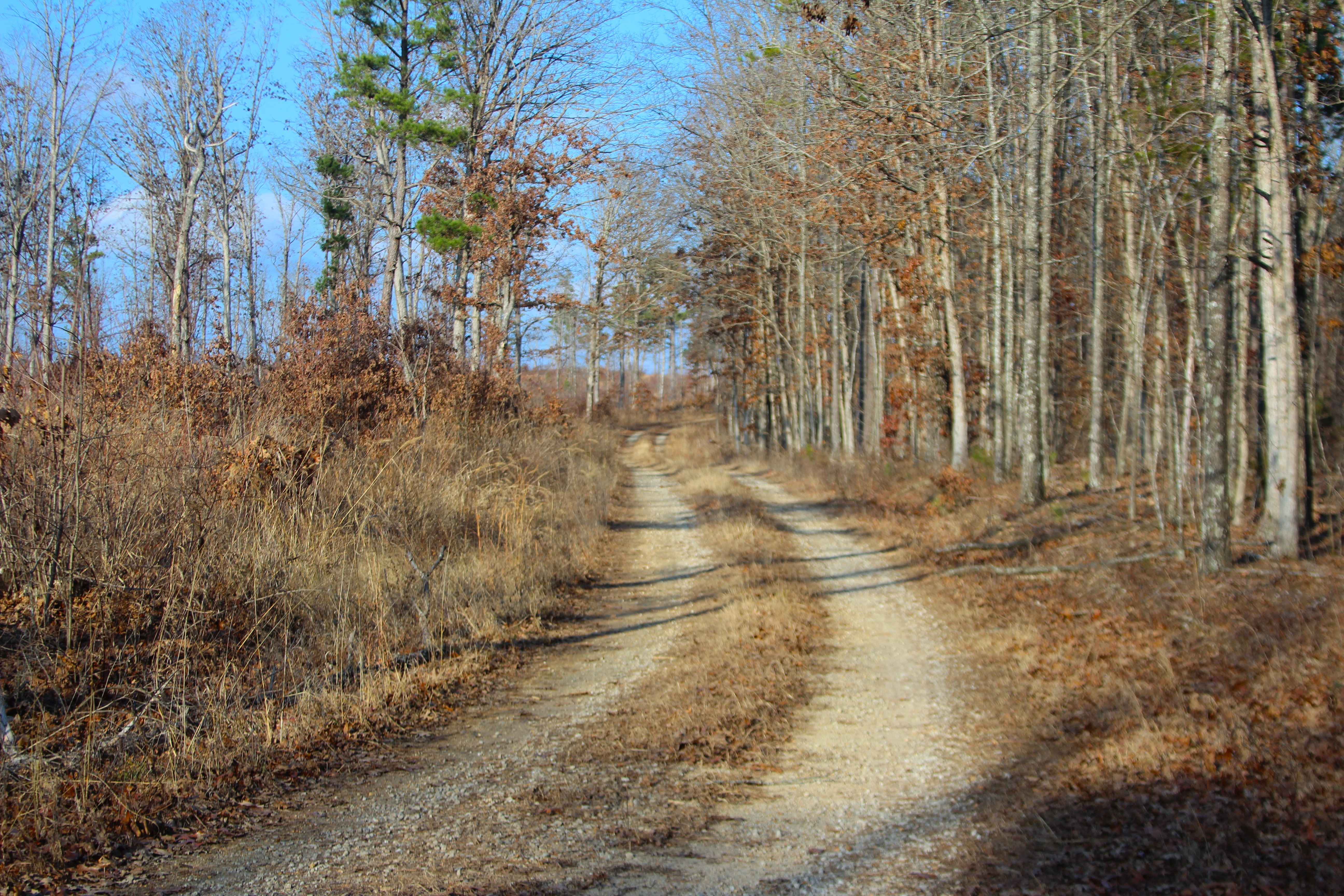 Upper Greasy Creek - FS 129