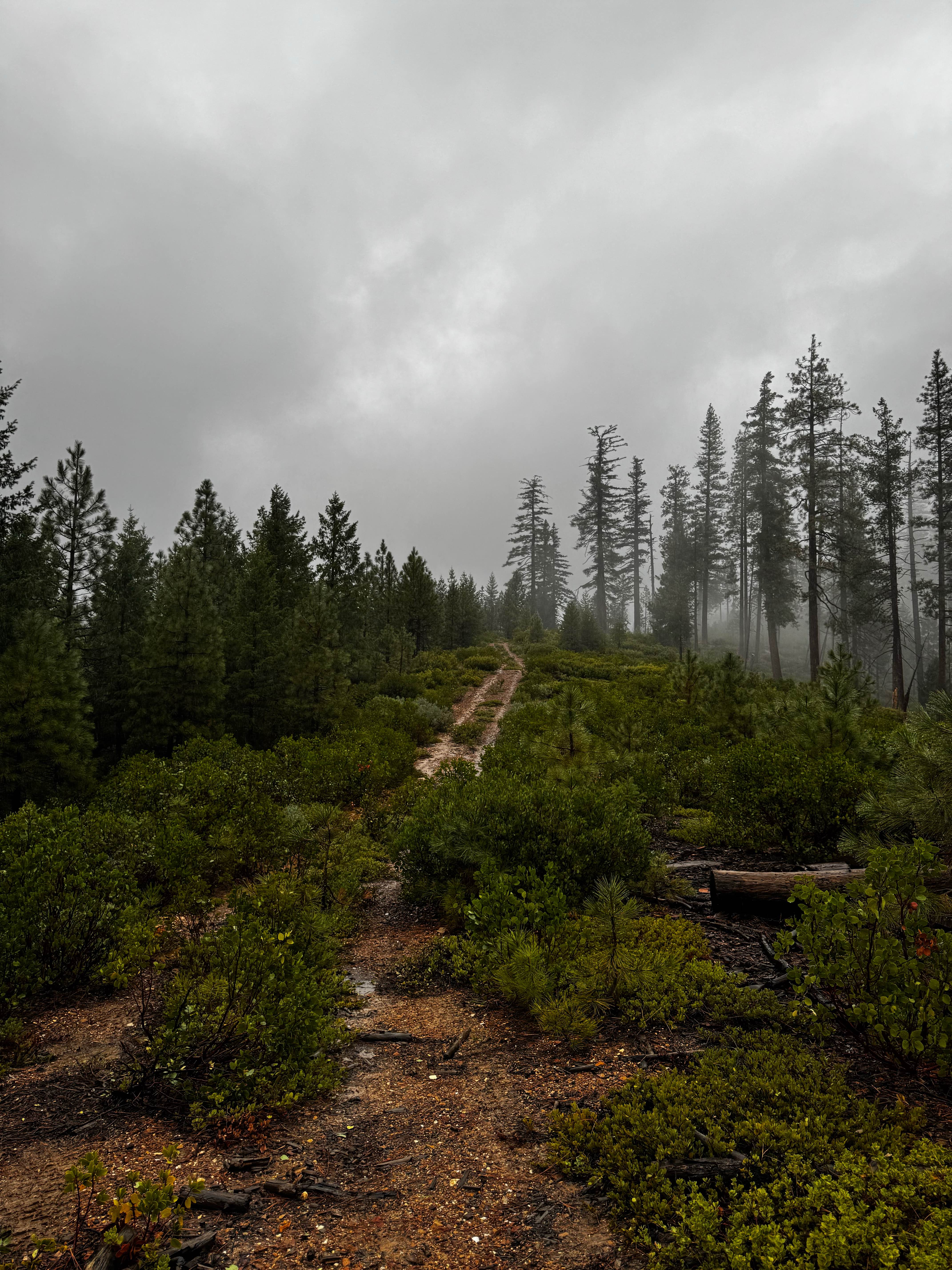 Screwauger Spur Short