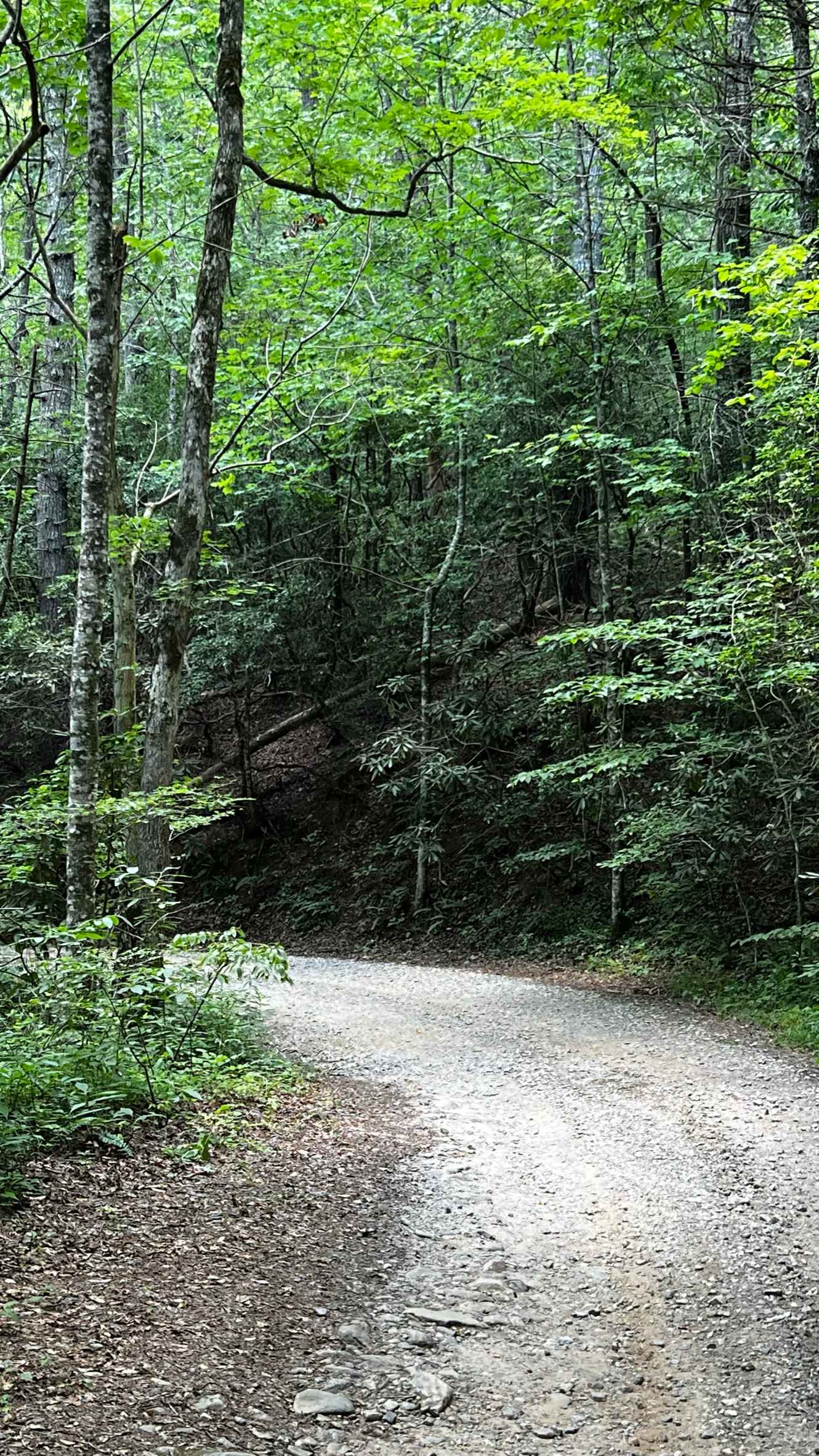 West Wolf Creek - FS 107