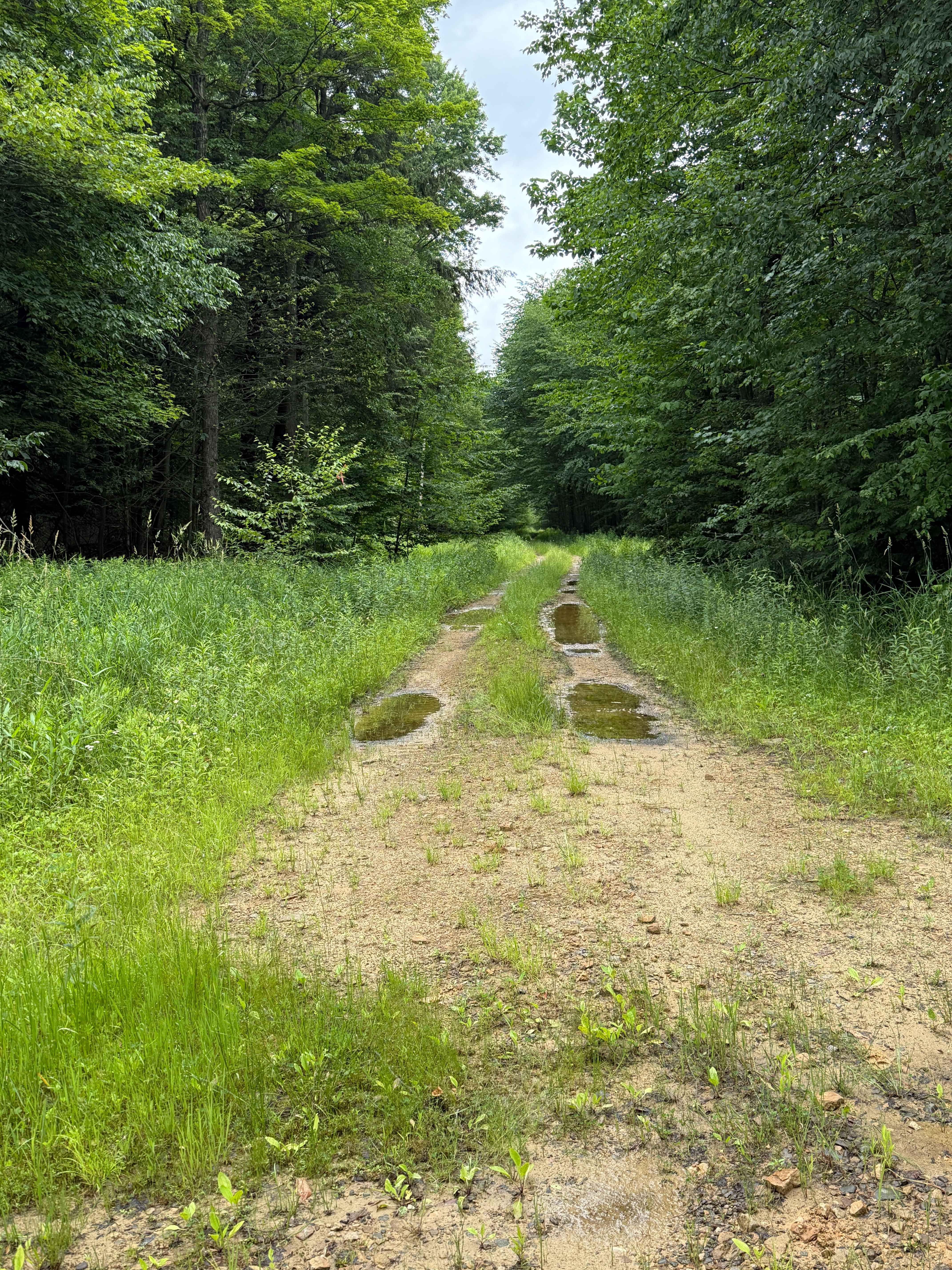 Loleta Grade North - FS 131