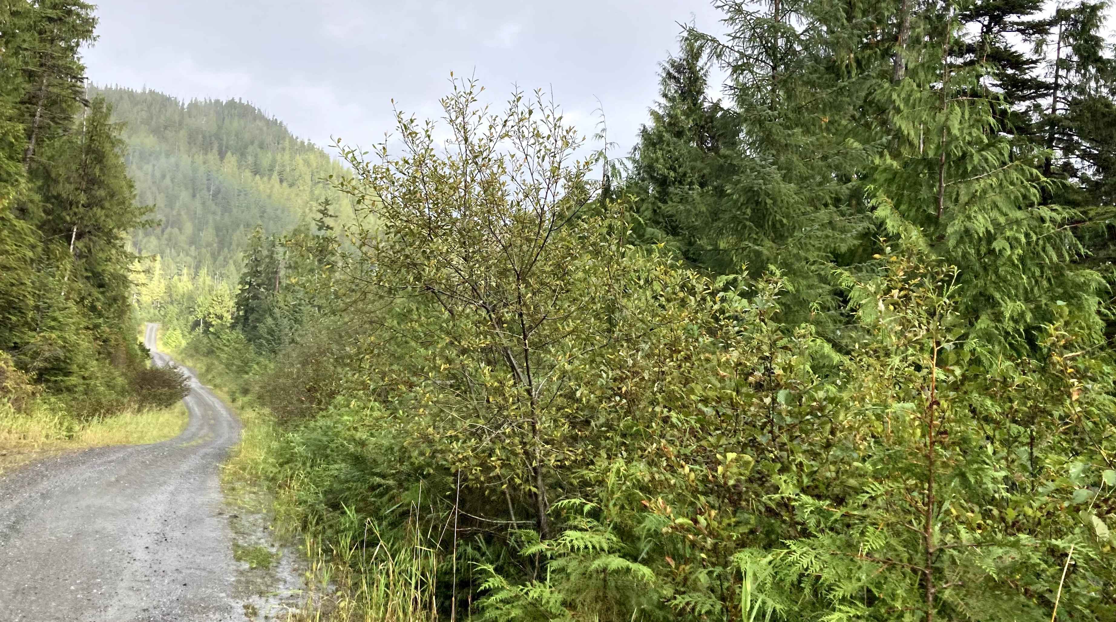 Shelter Cove Road (section 1)