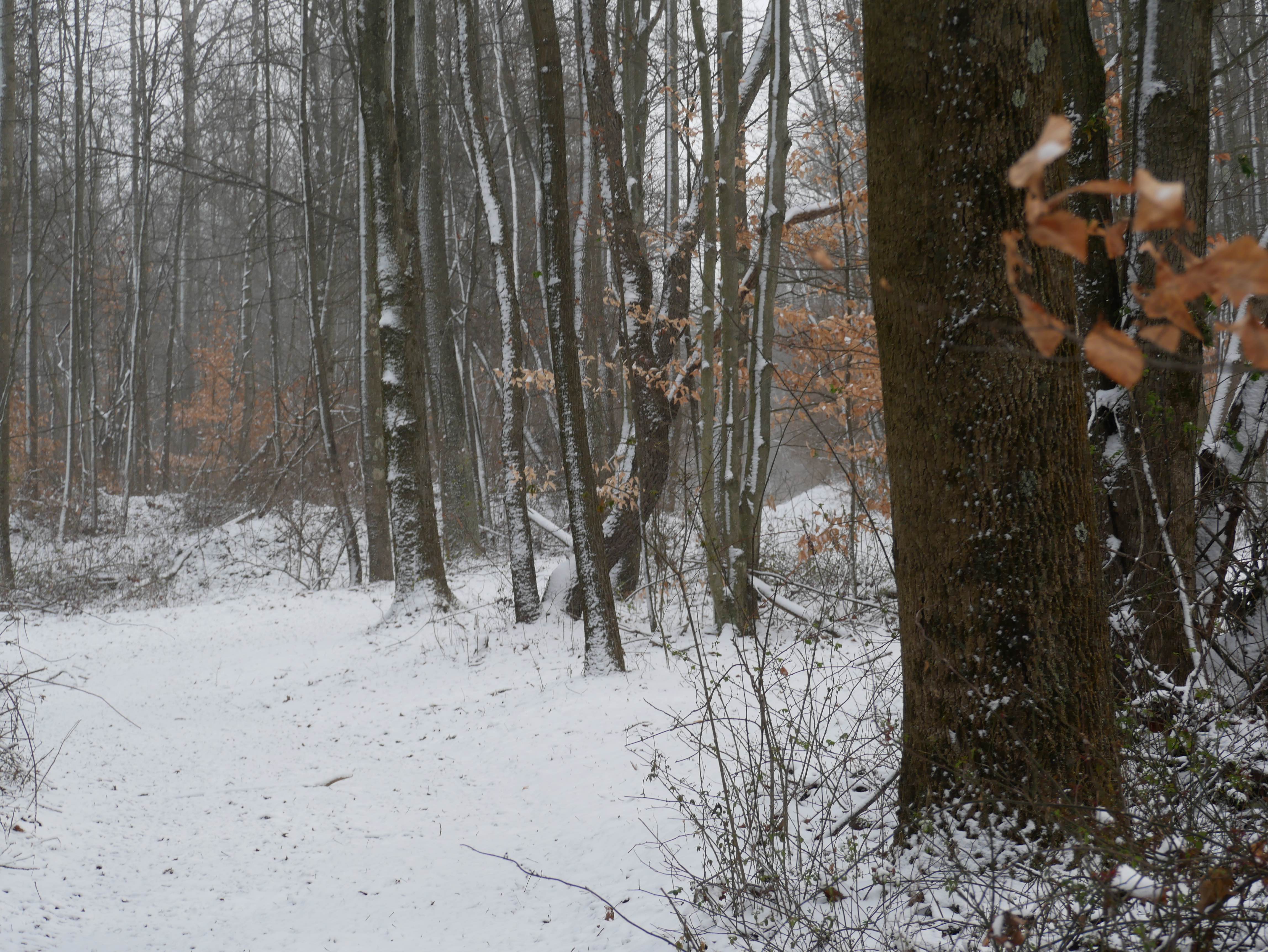 Trail 6 / John's Trail