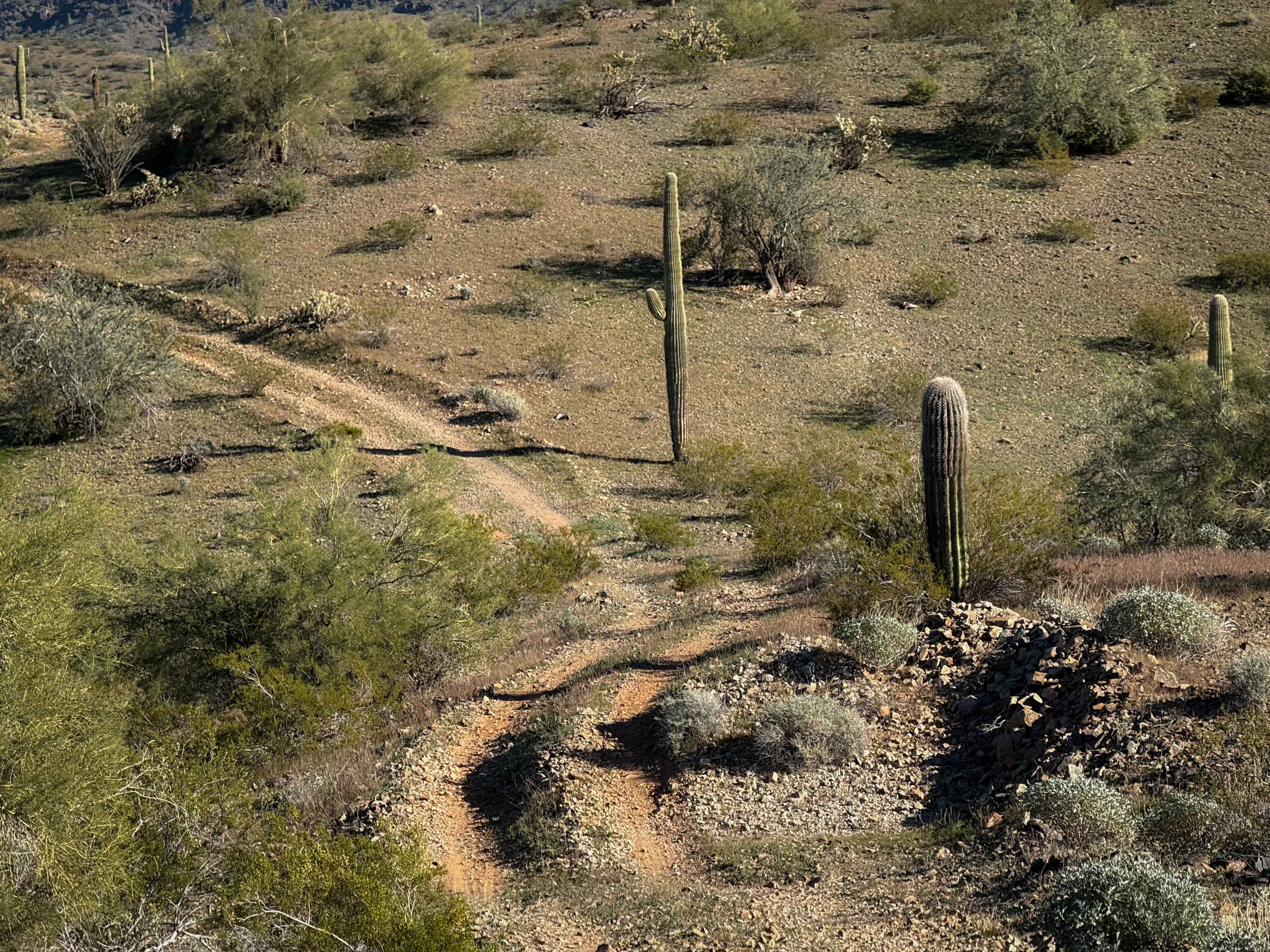 Saguaro Ridge