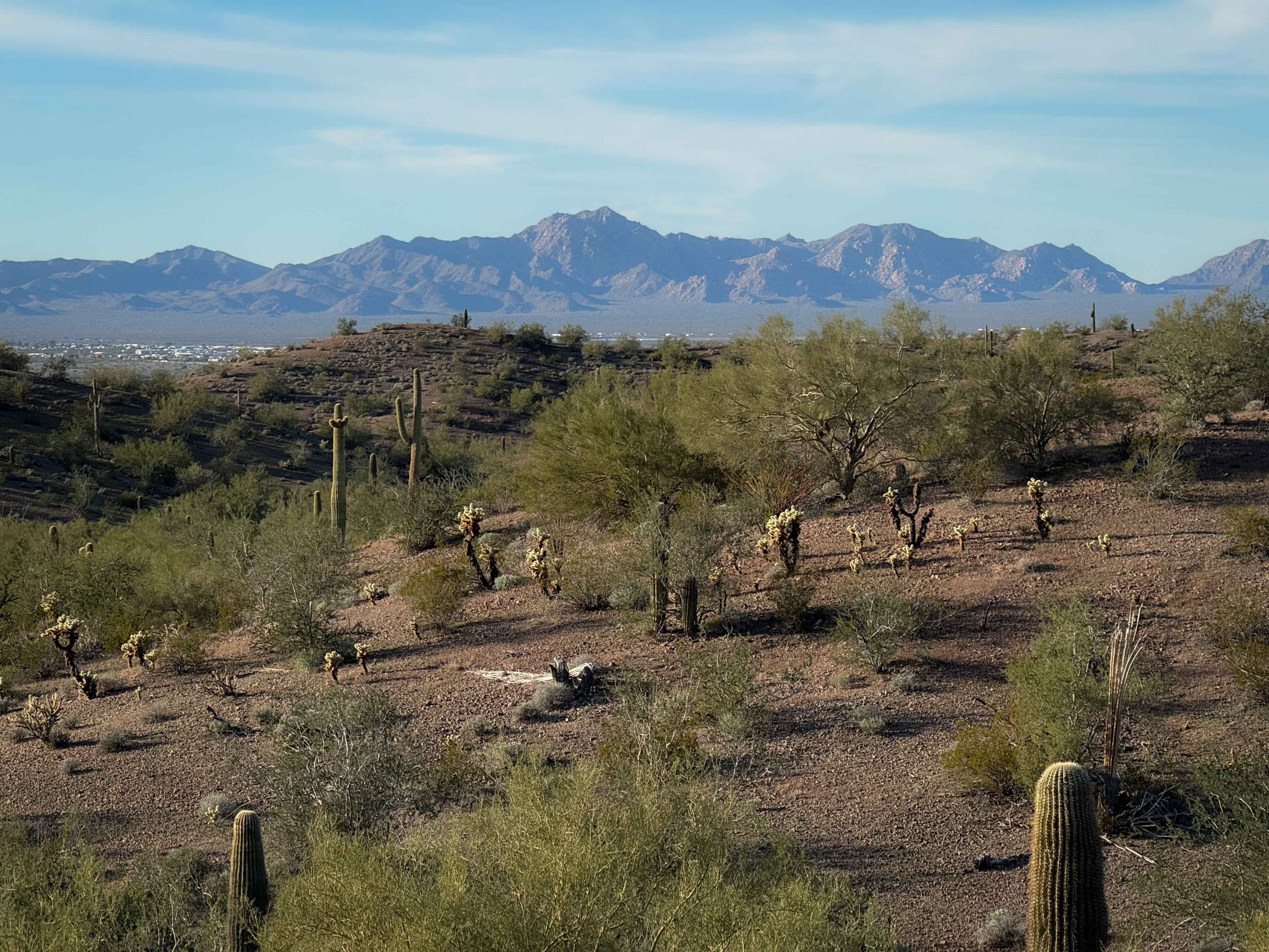 Cholla Garden